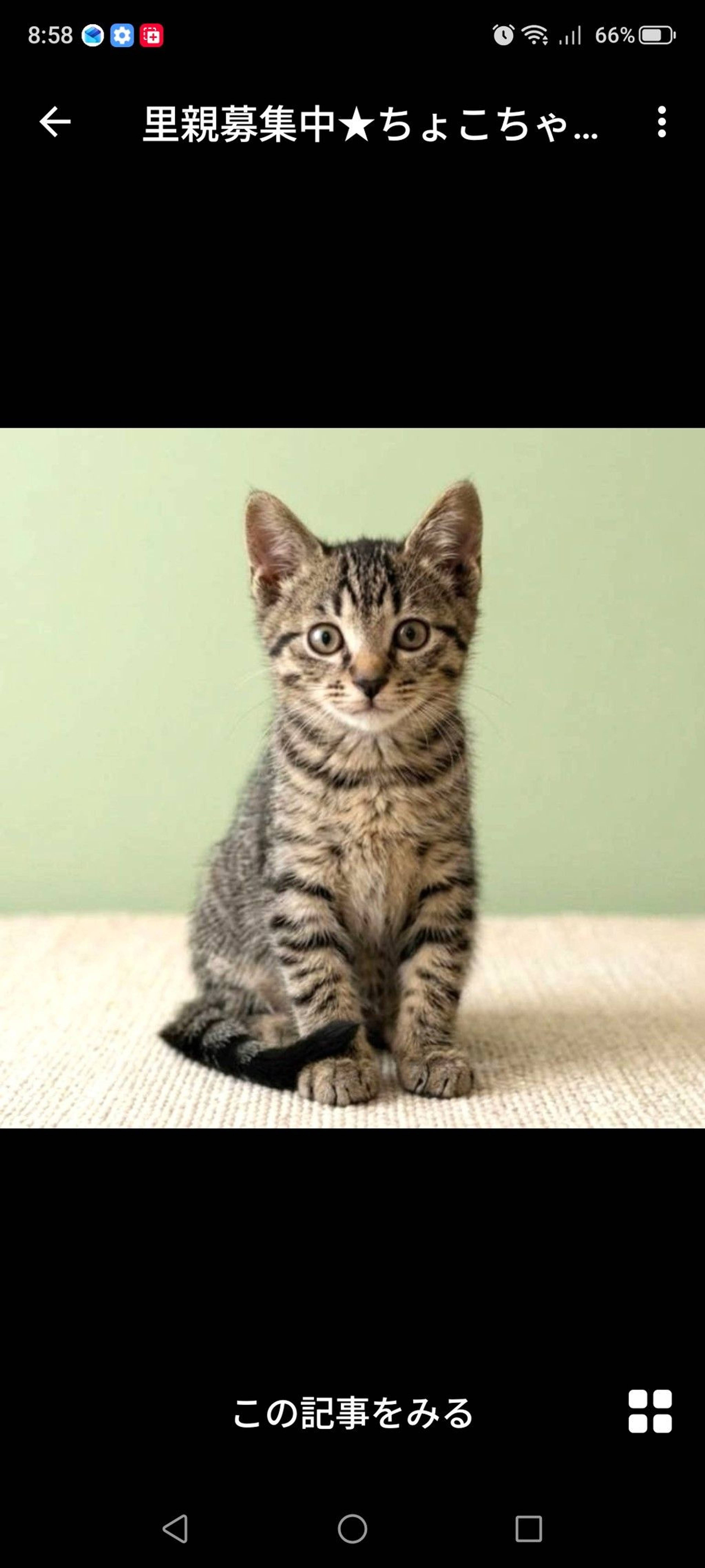 雑種（ミックス猫）・メスの里親募集の写真