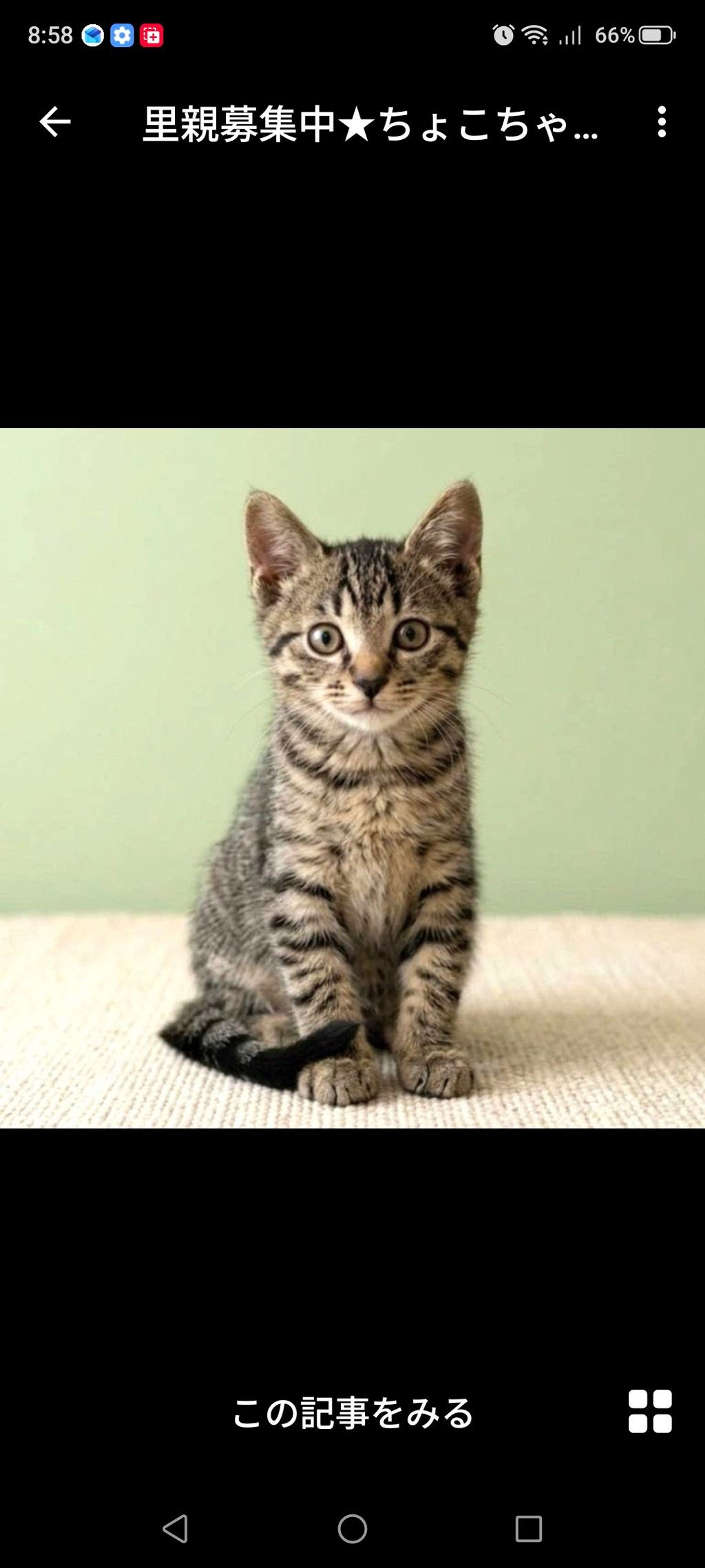 雑種（ミックス猫）・メスの里親募集の写真
