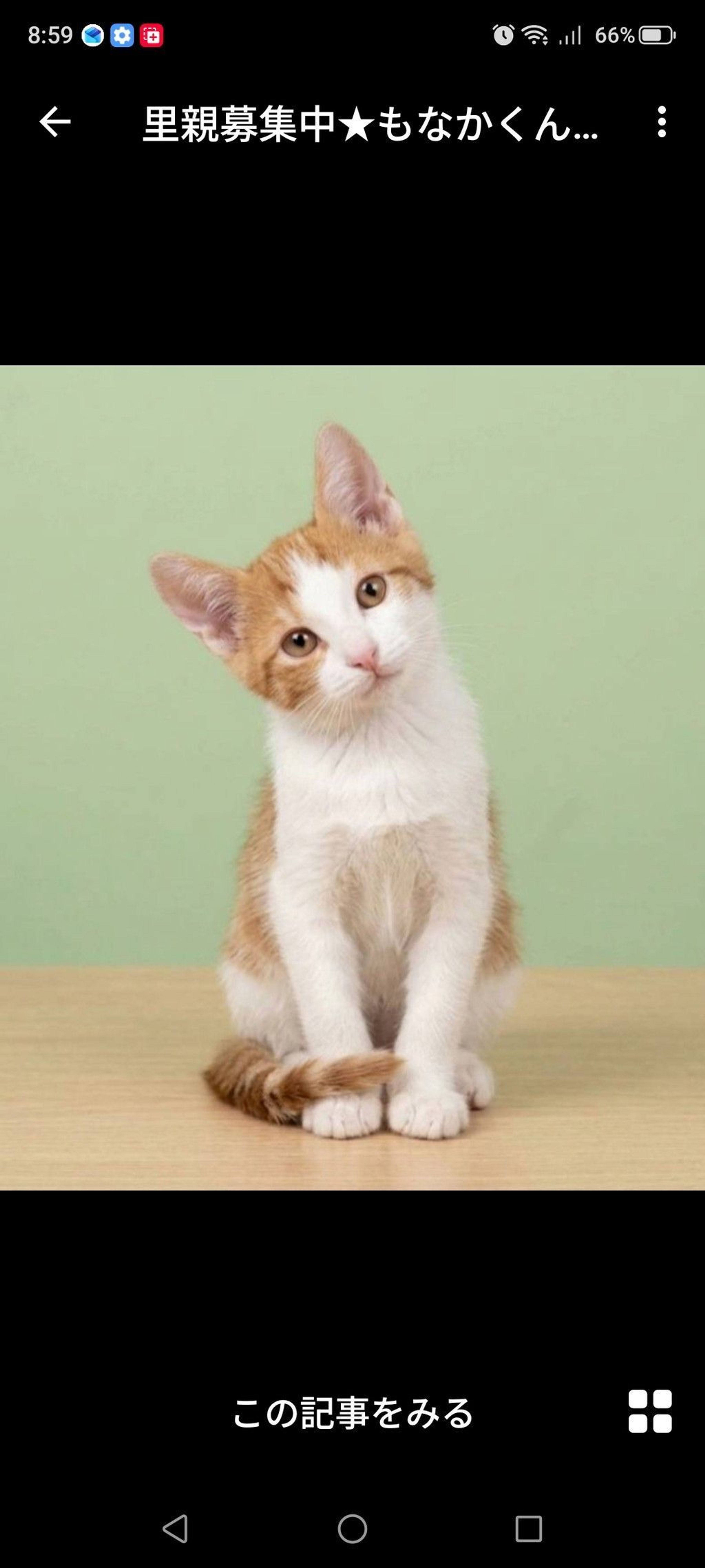雑種（ミックス猫）・オスの里親募集の写真