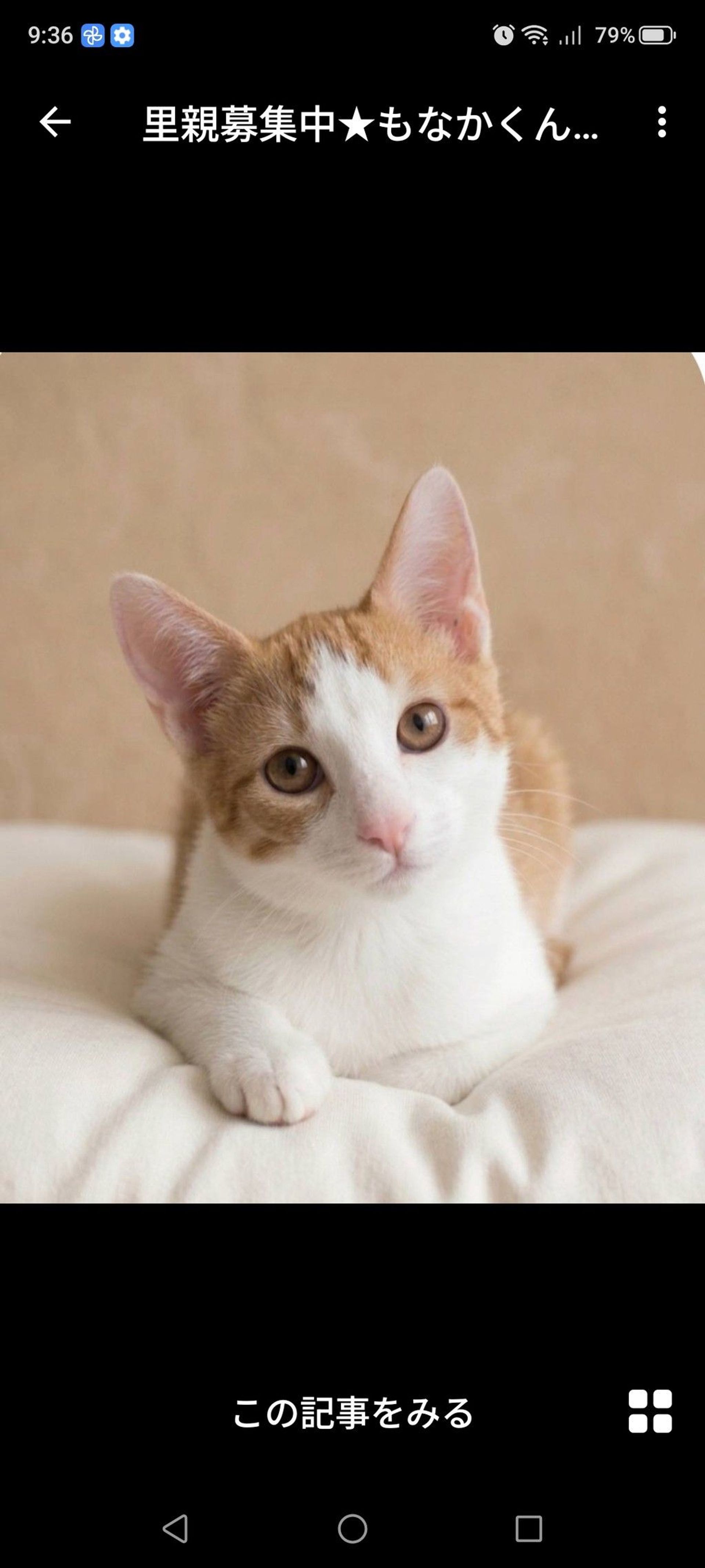 雑種（ミックス猫）・オスの里親募集の写真