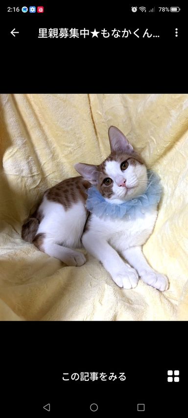 もなかくんの写真