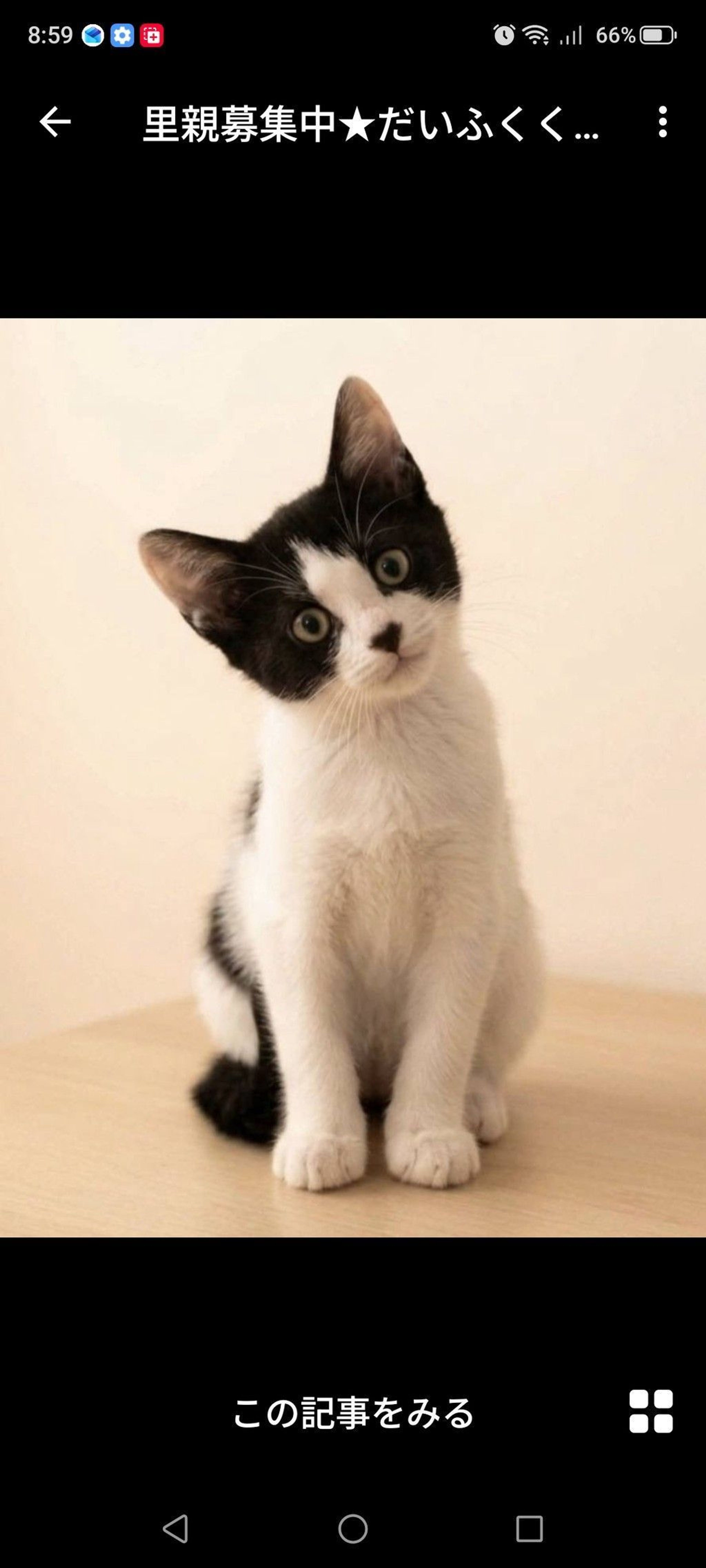 雑種（ミックス猫）・オスの里親募集の写真