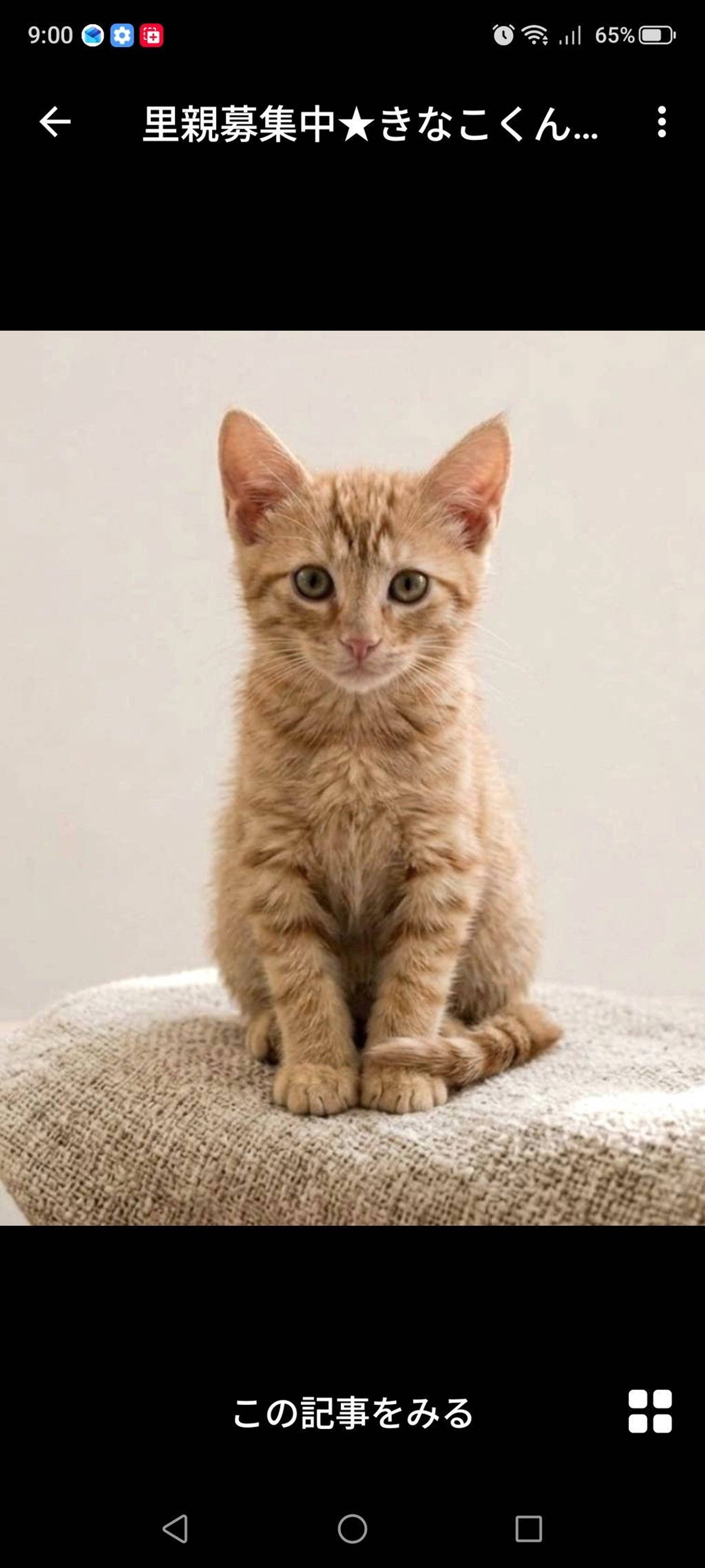 雑種（ミックス猫）・オスの里親募集の写真