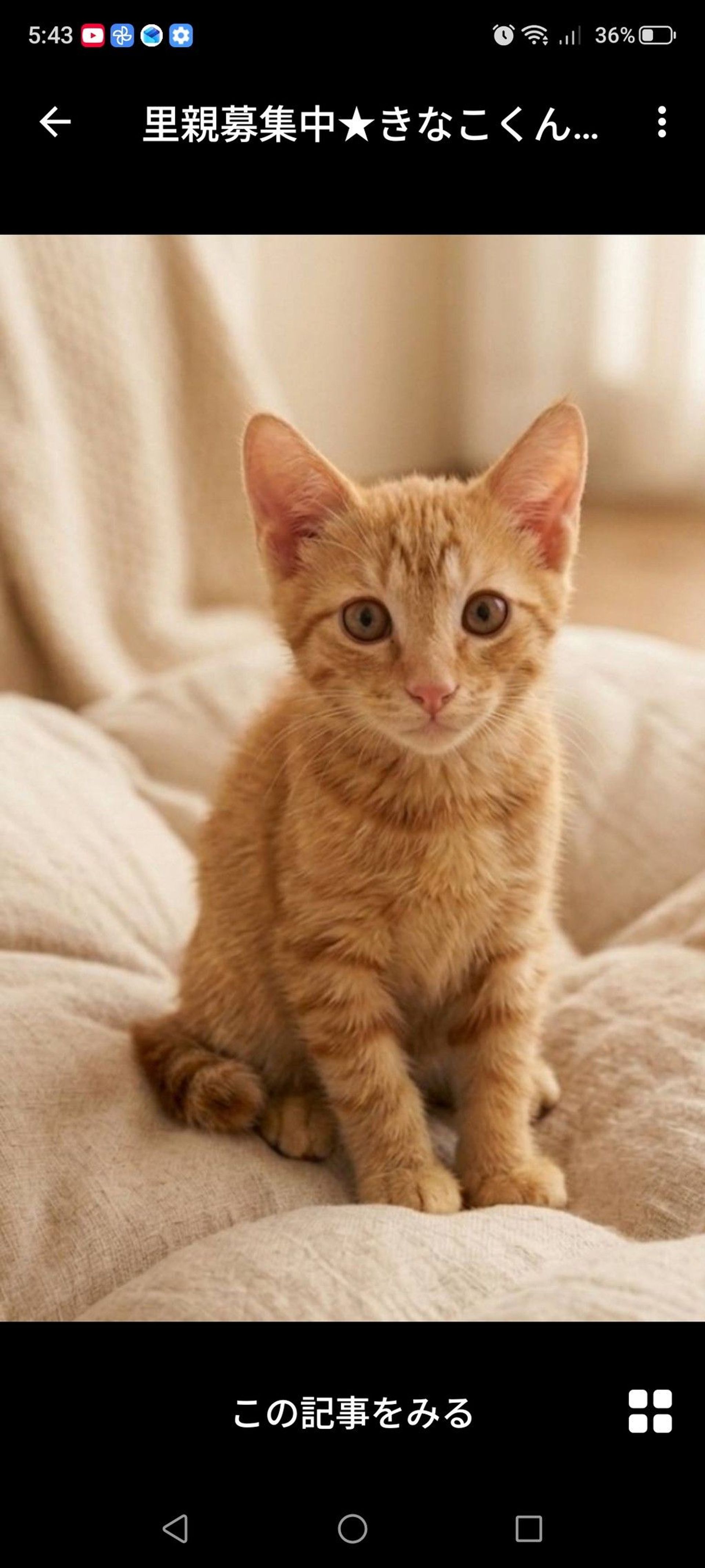 雑種（ミックス猫）・オスの里親募集の写真