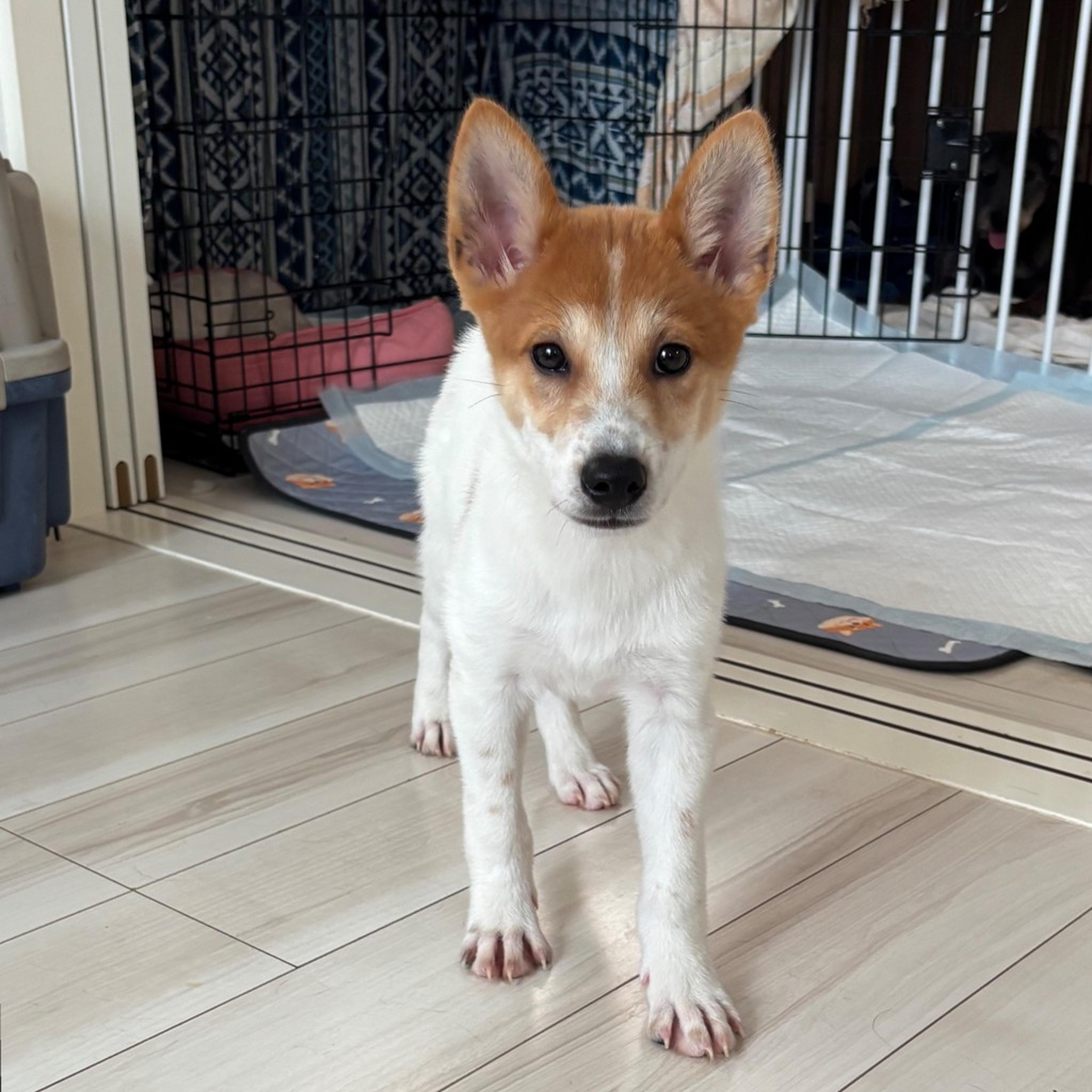 pet-image-4