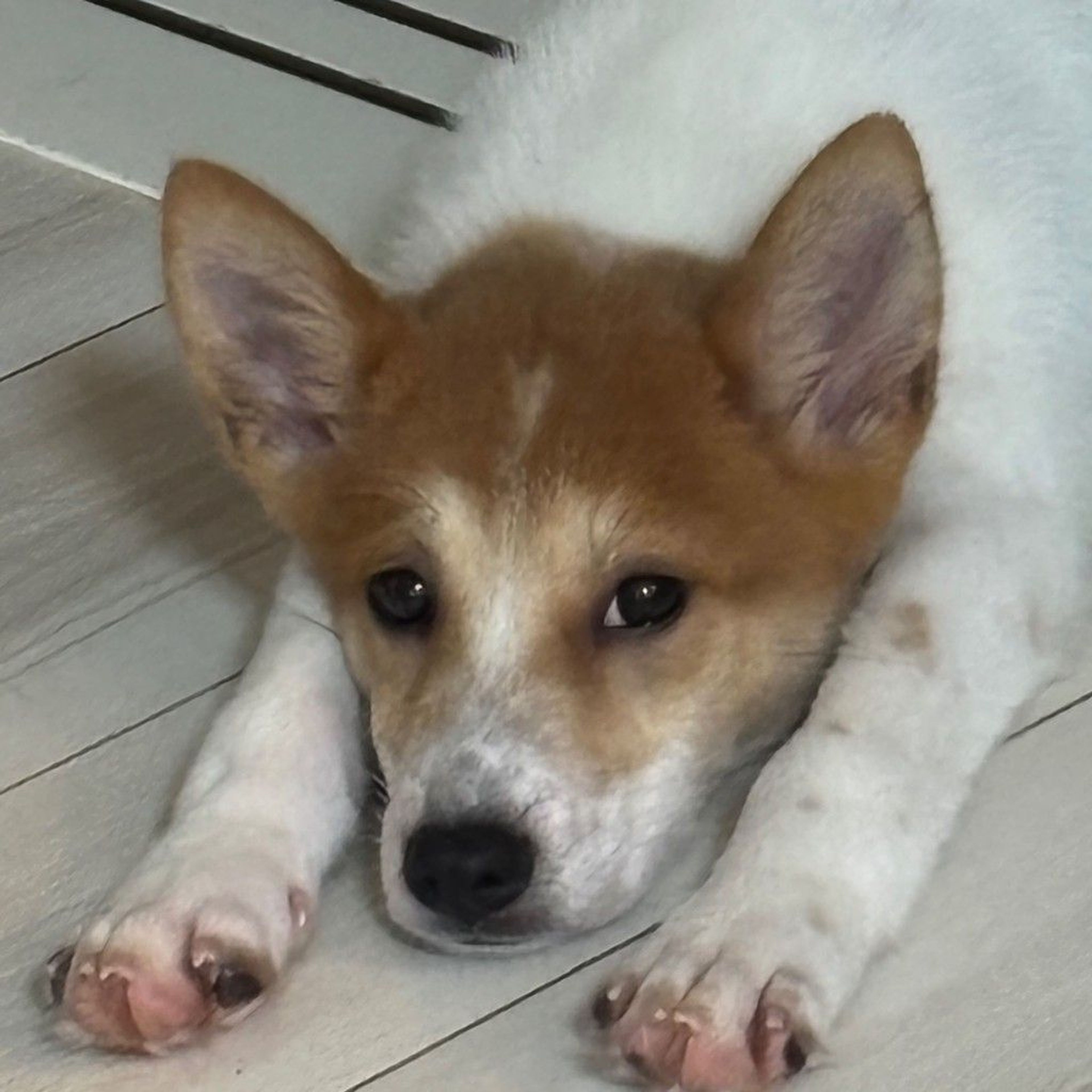 雑種（ミックス犬）・メスの里親募集の写真