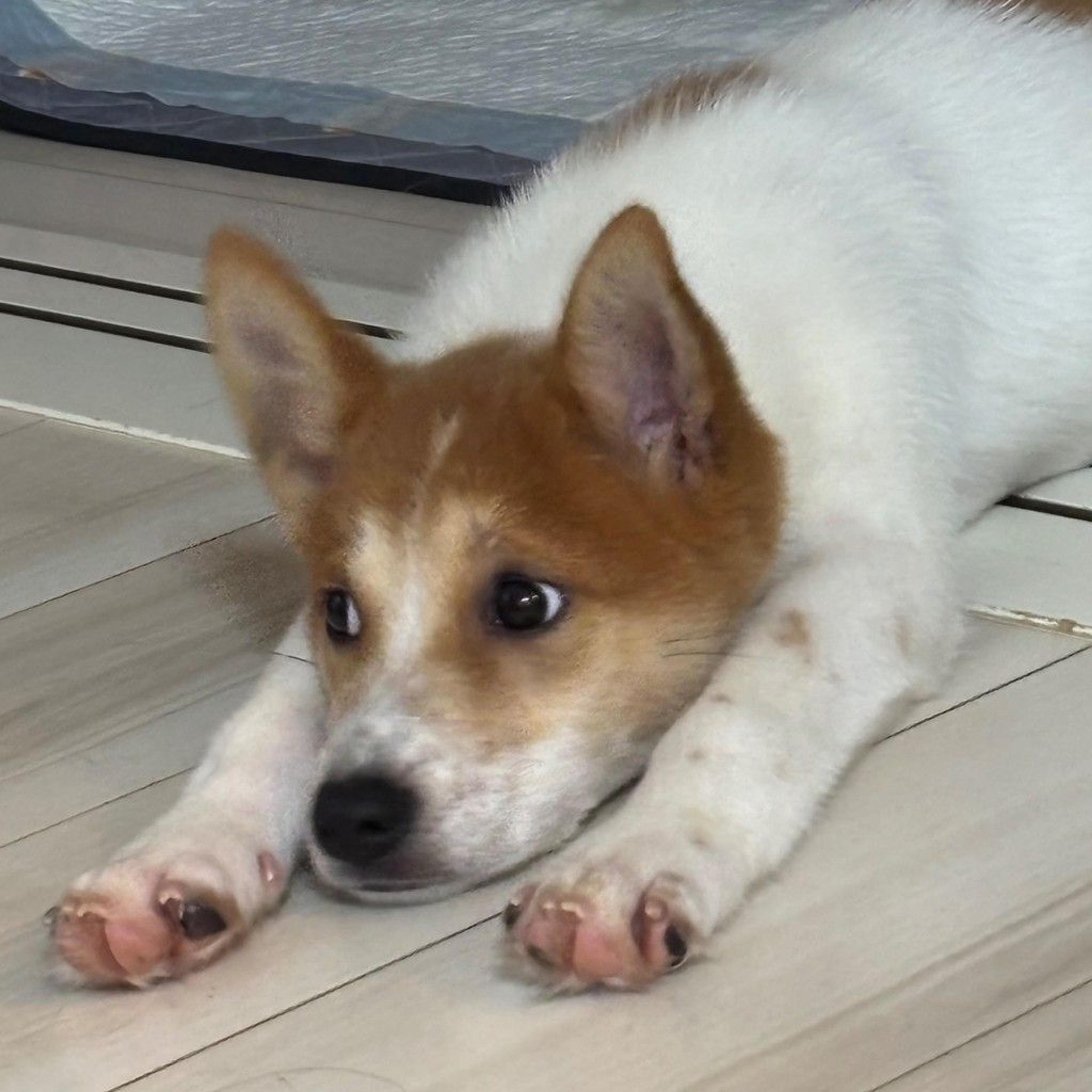 pet-image-2