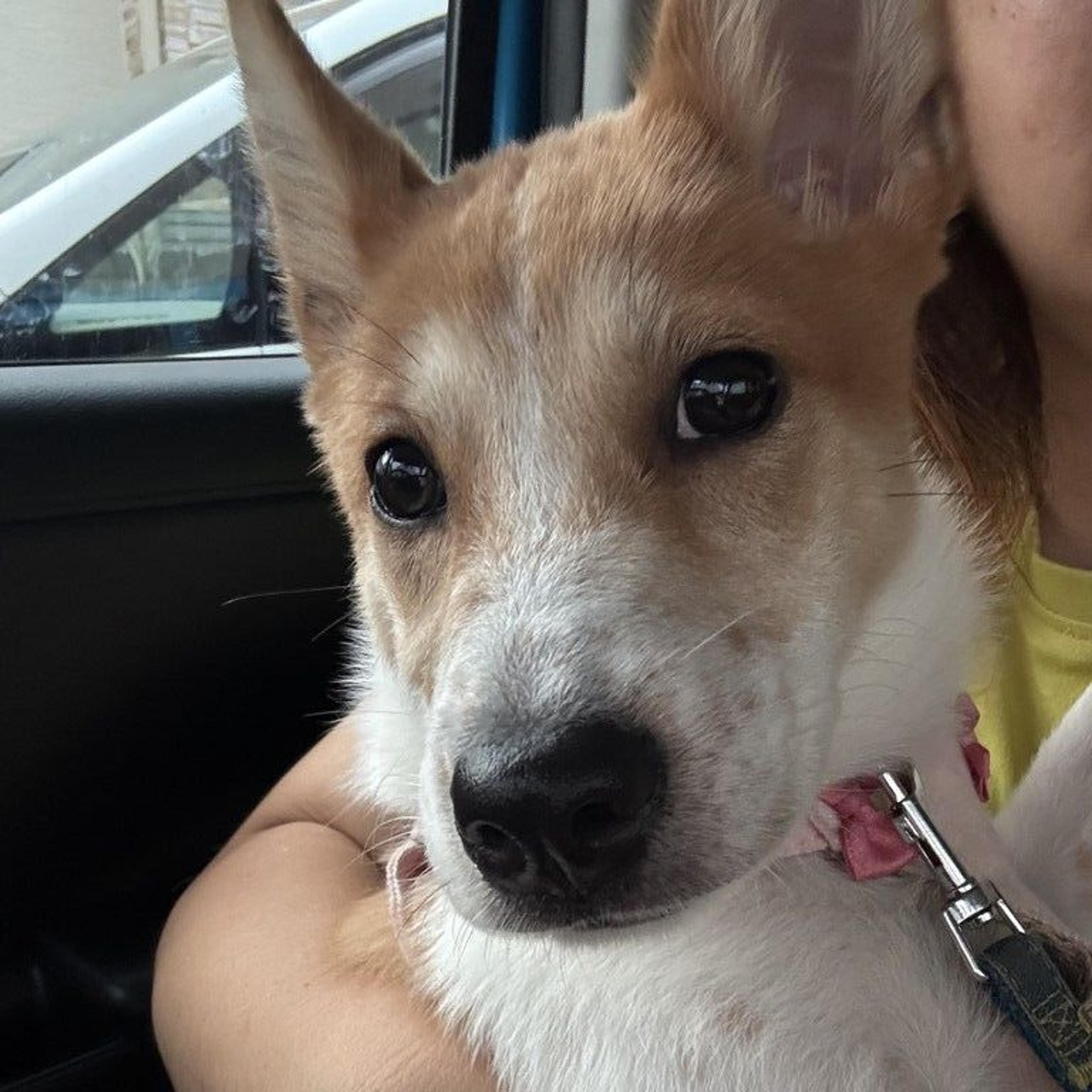 pet-image-4
