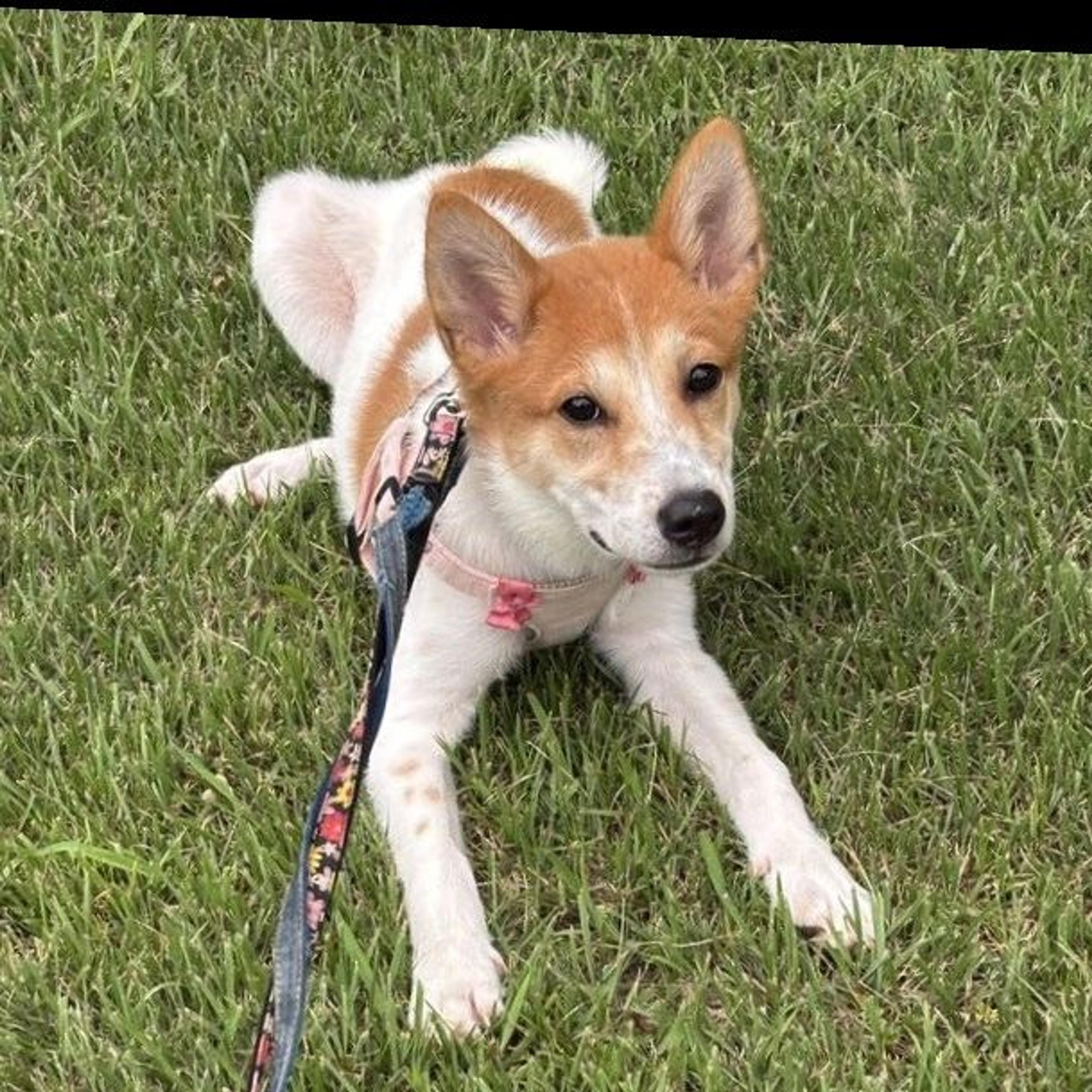 pet-image-5