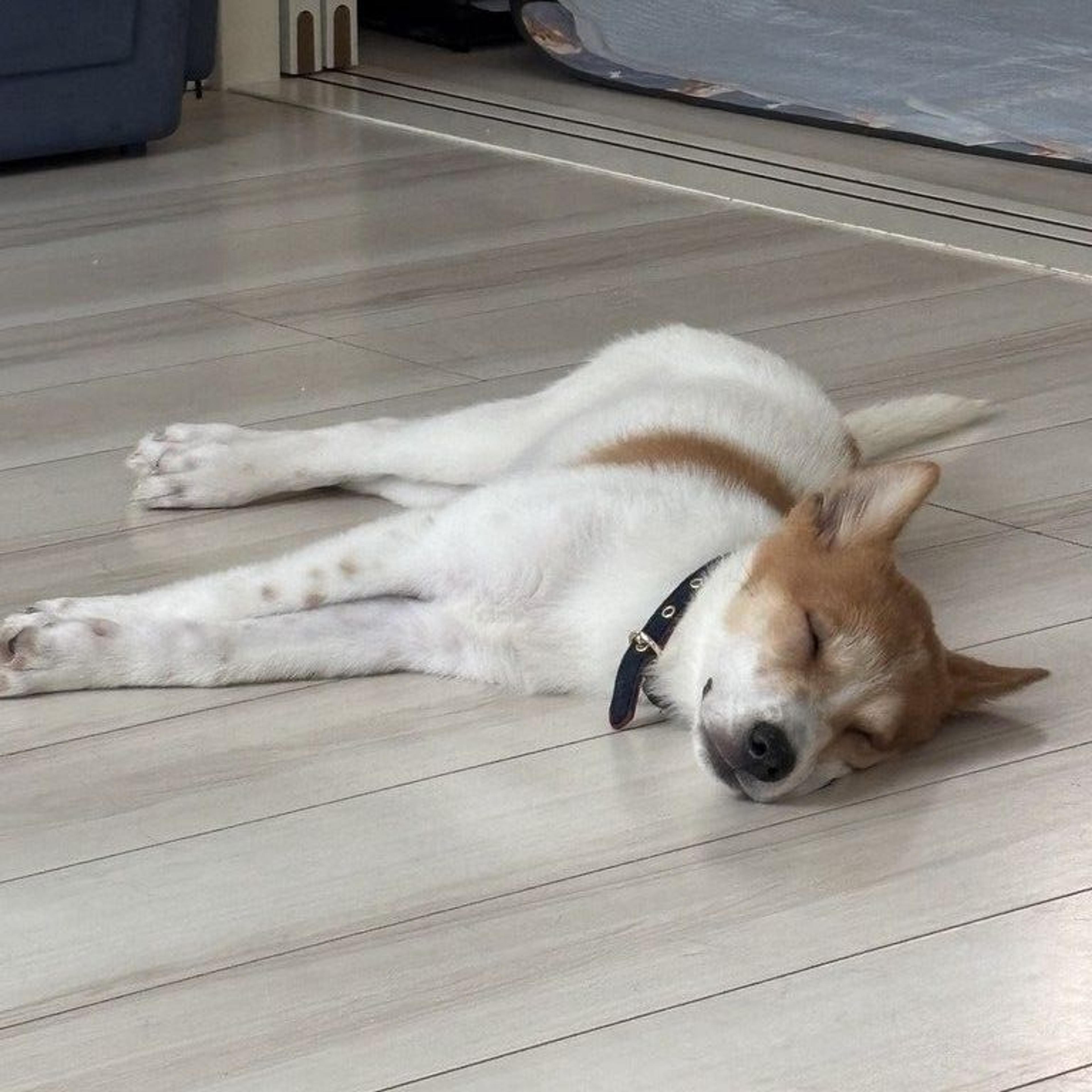pet-image-6