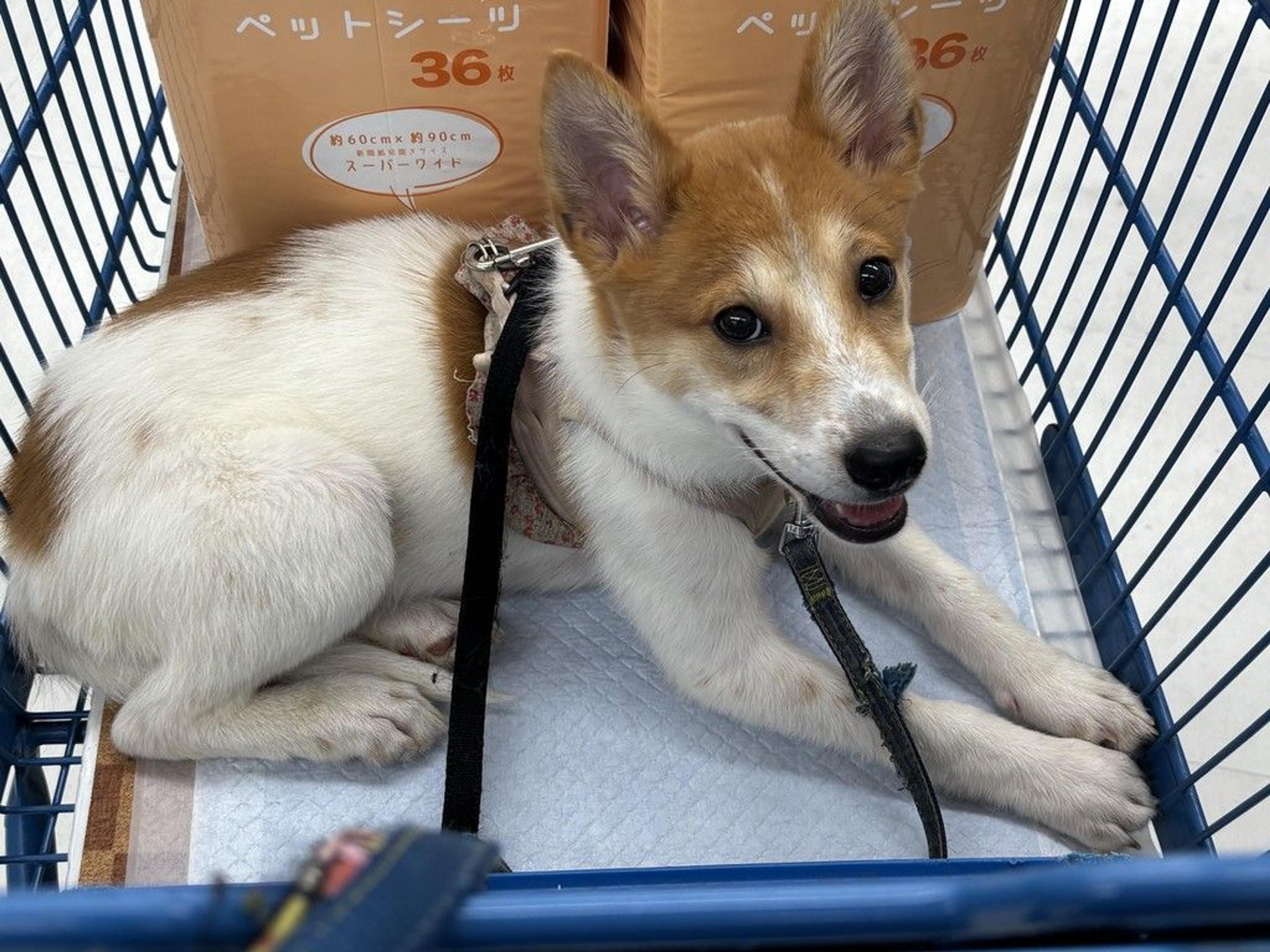 pet-image-7