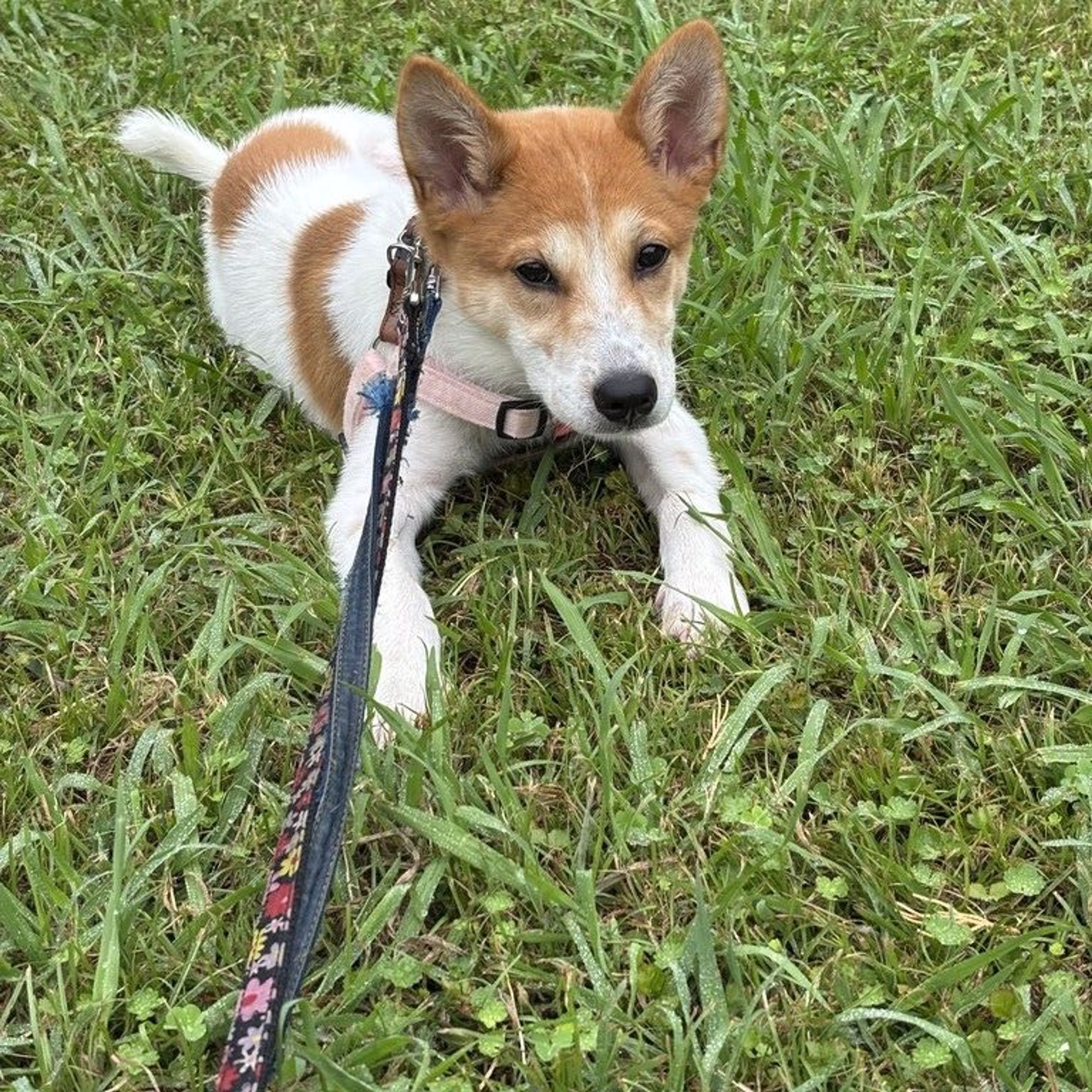 雑種（ミックス犬）・メスの里親募集の写真