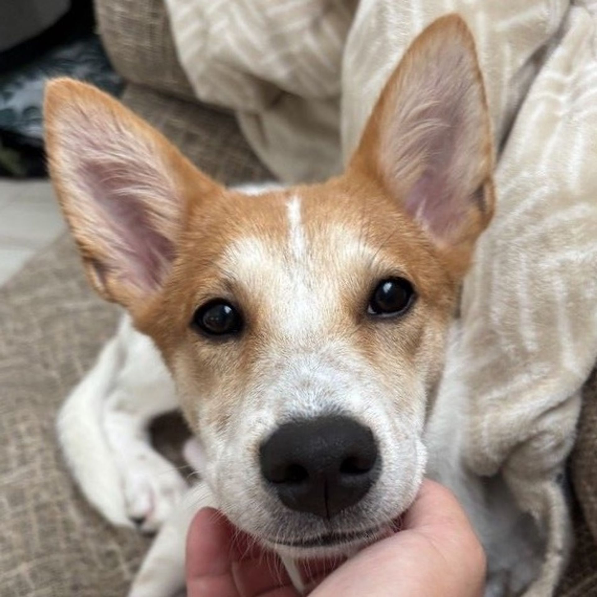 雑種（ミックス犬）・メスの里親募集の写真
