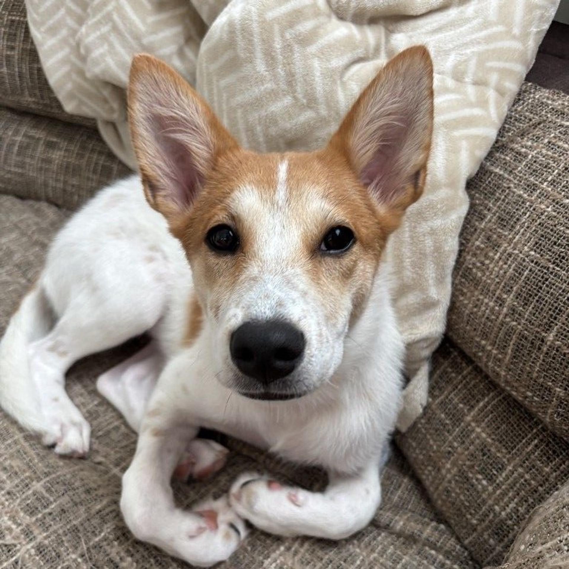 pet-image-2