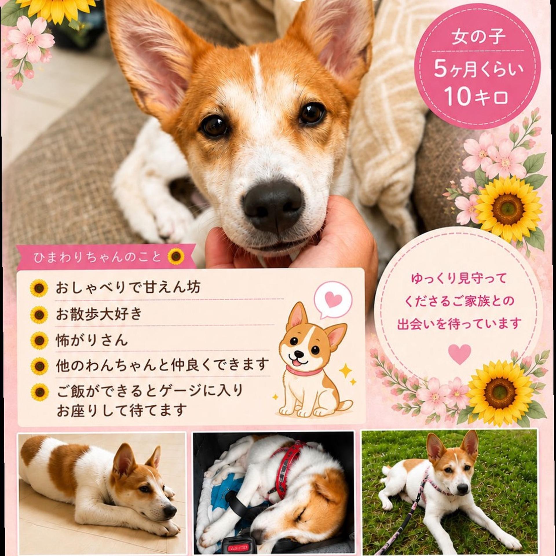 pet-image-3