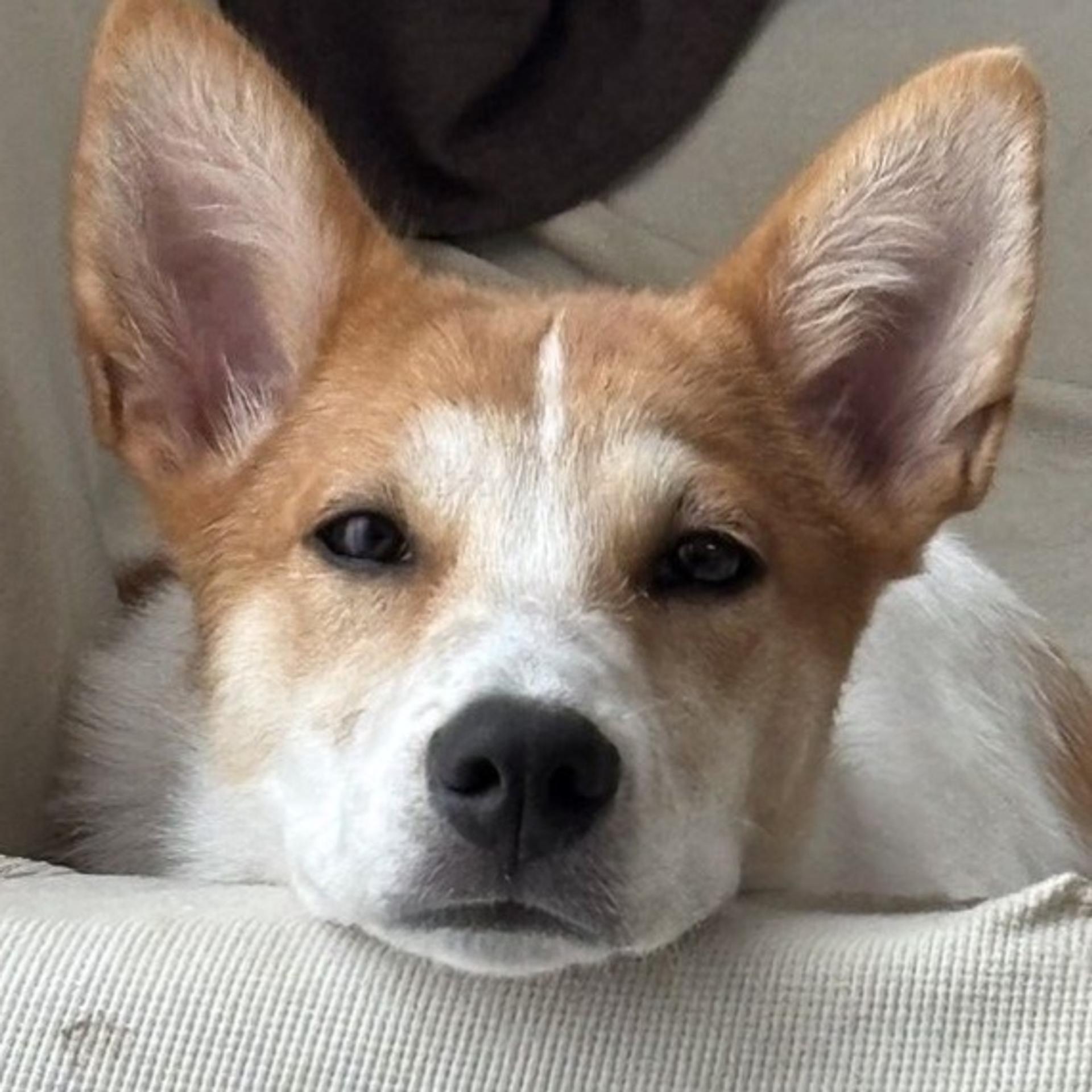 pet-image-4