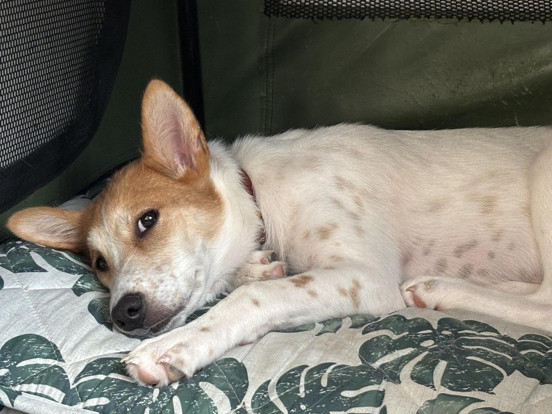 pet-image-5
