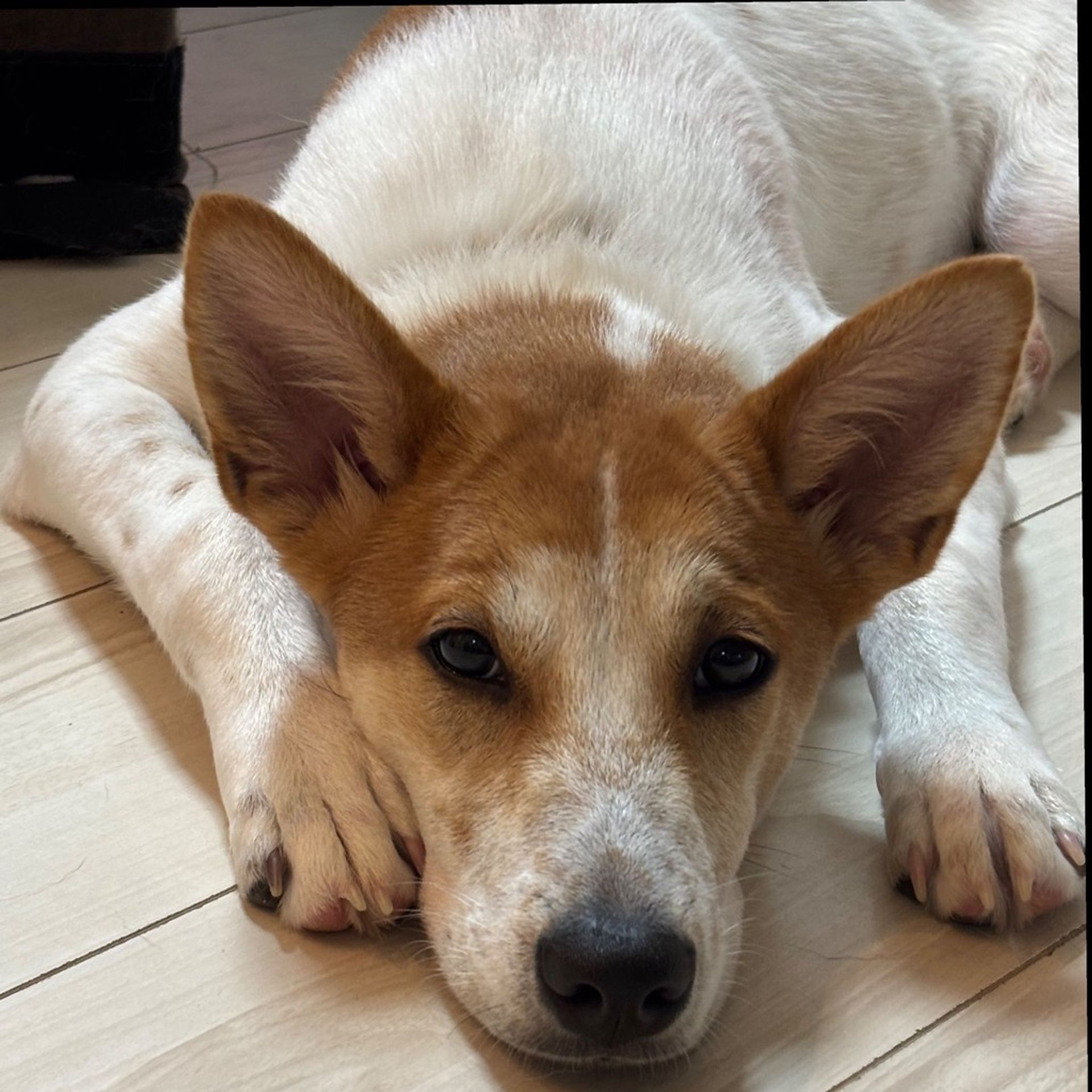 雑種（ミックス犬）・メスの里親募集の写真
