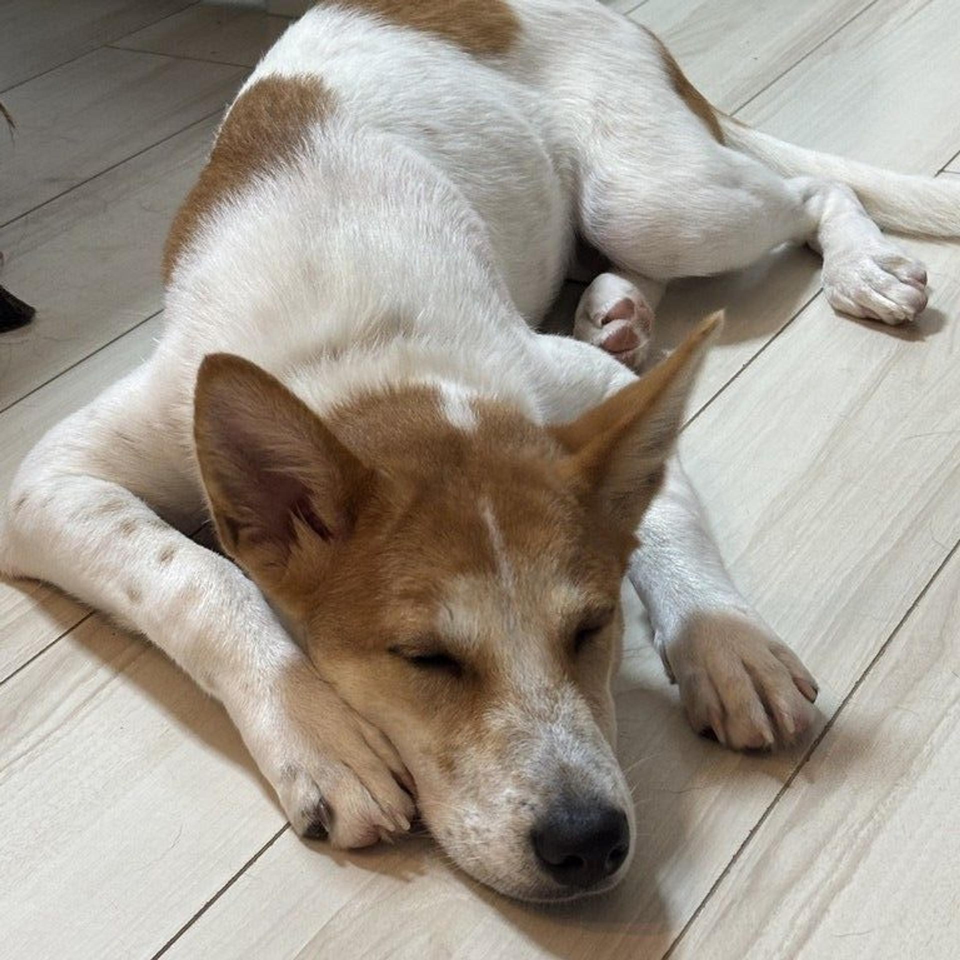 pet-image-2