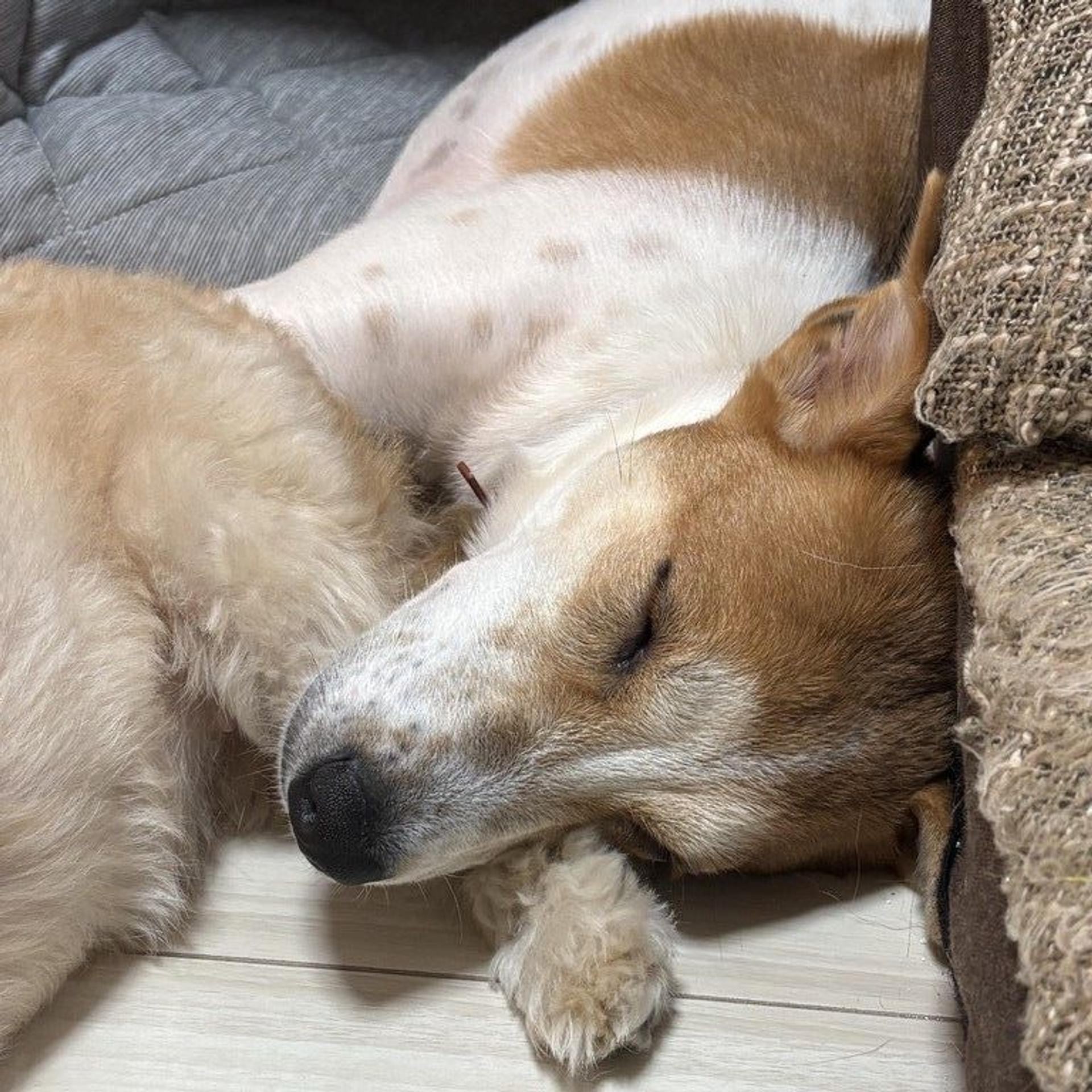 pet-image-4