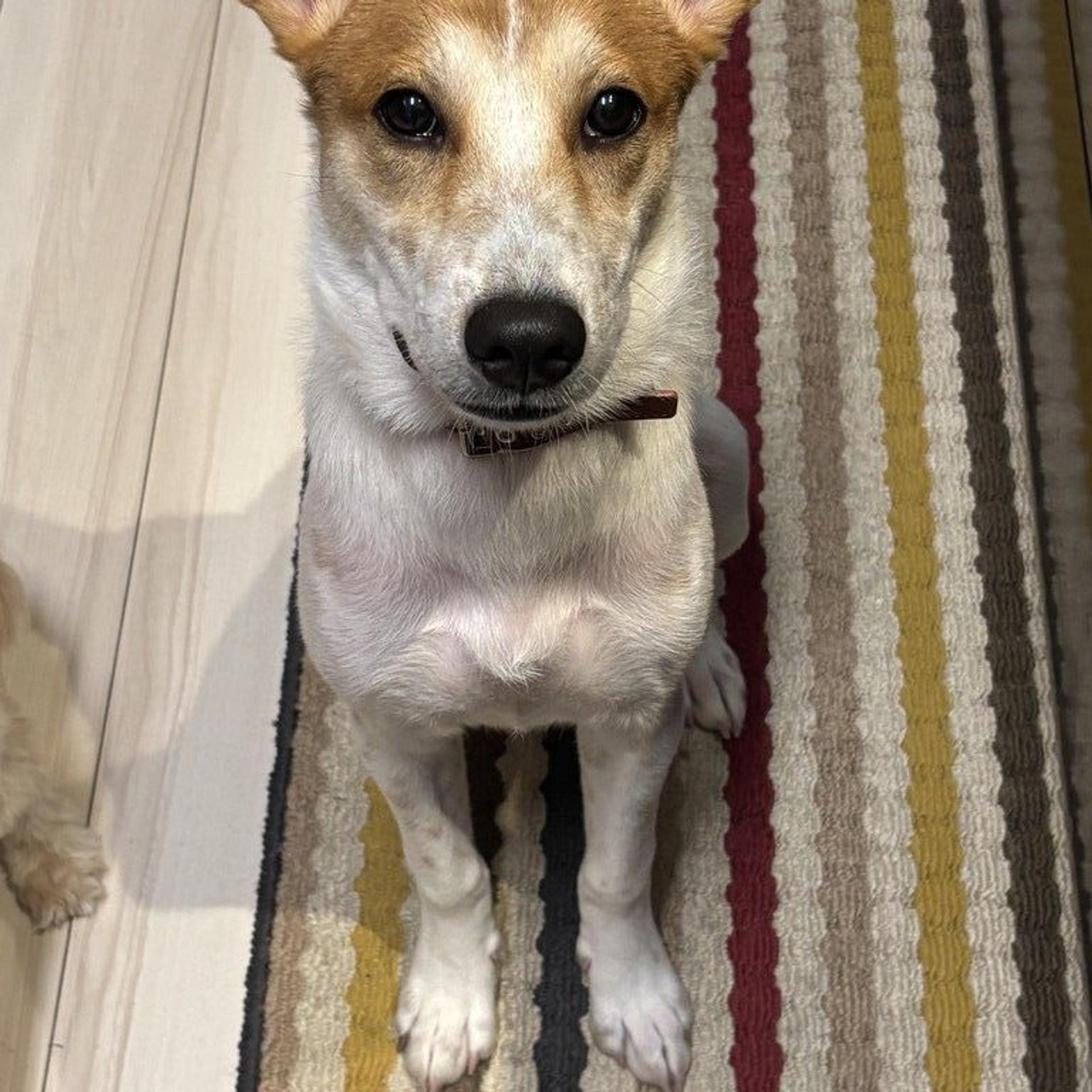 pet-image-5