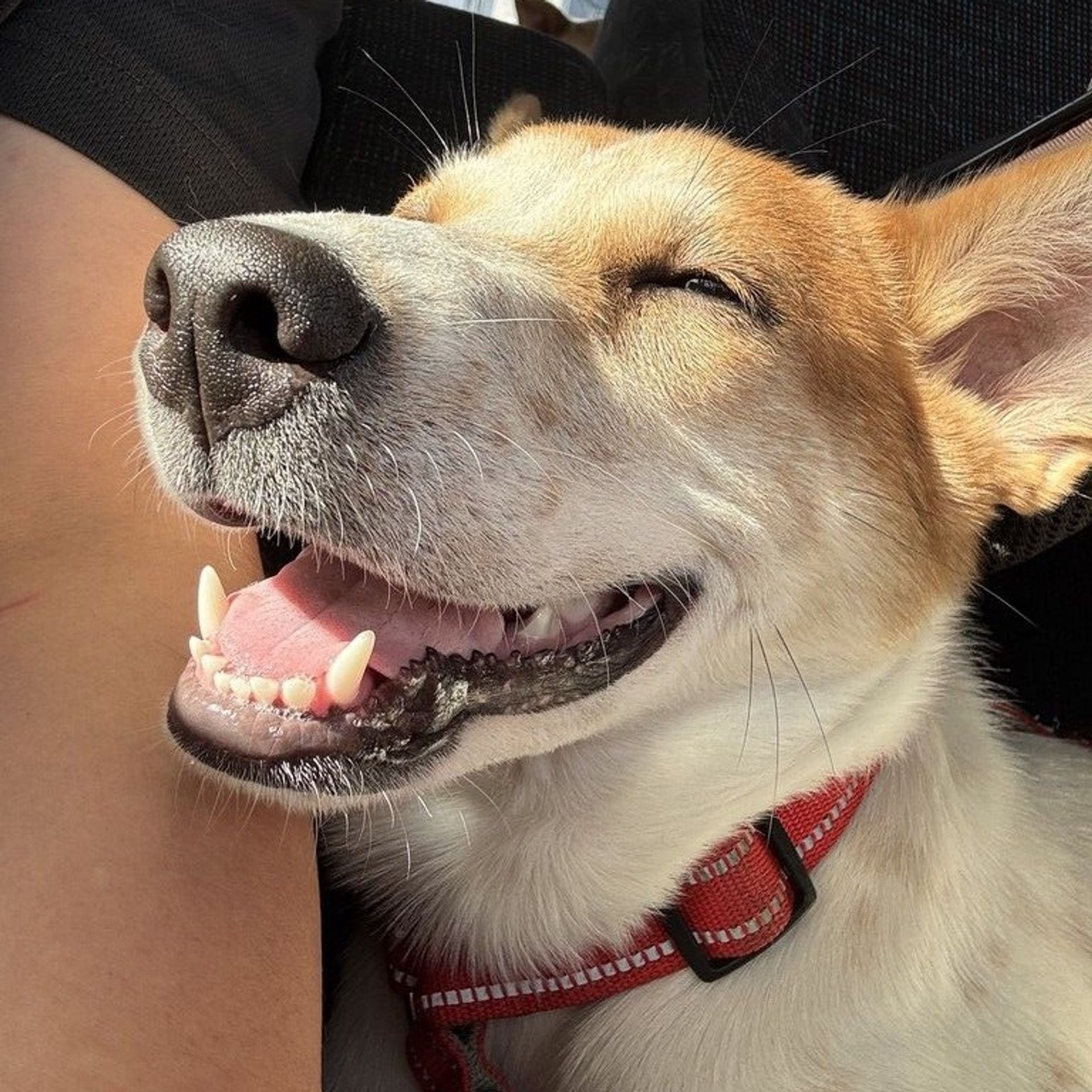 雑種（ミックス犬）・メスの里親募集の写真