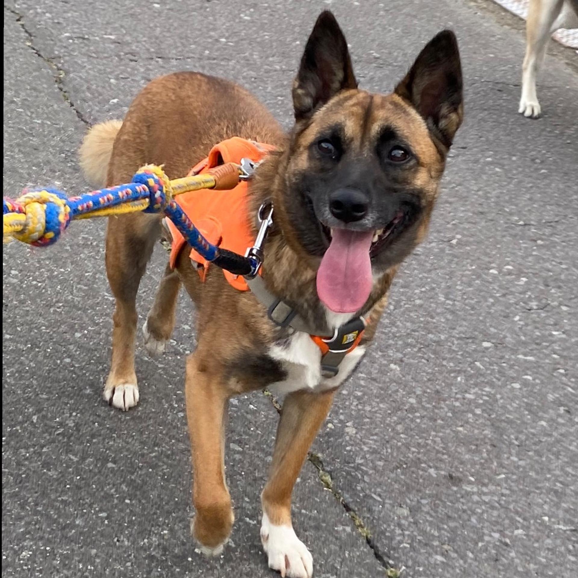 pet-image-2