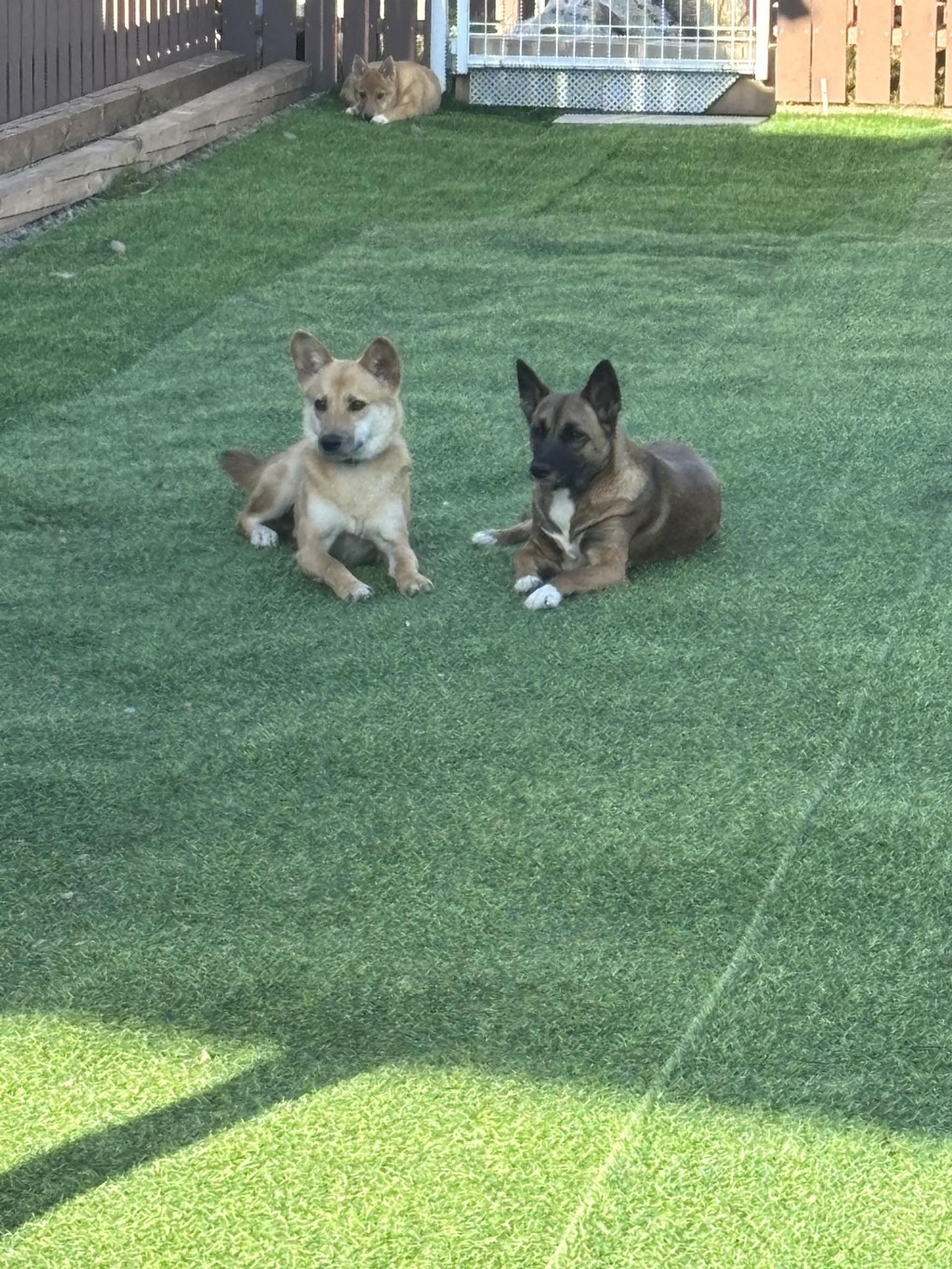 pet-image-3