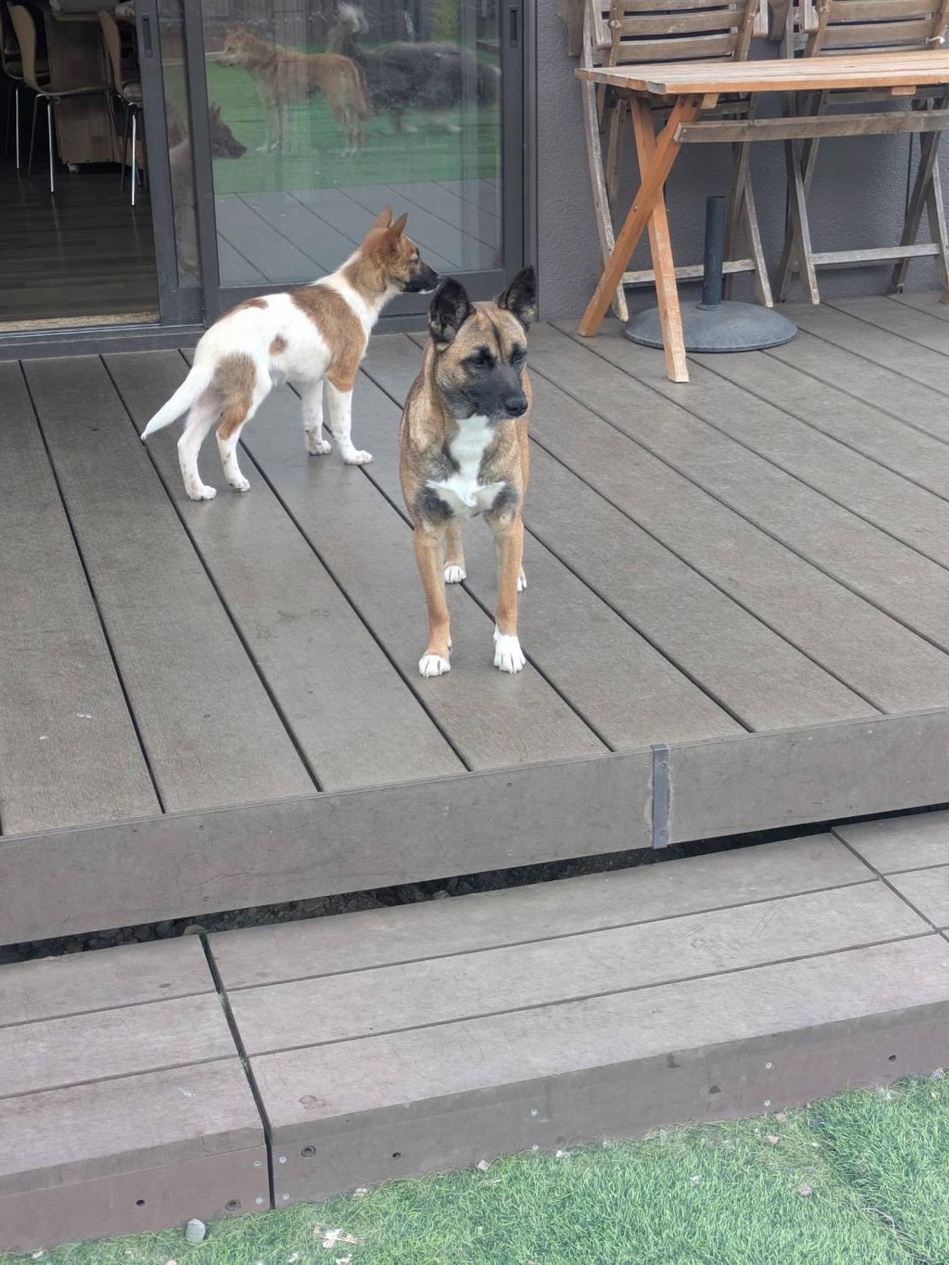pet-image-4
