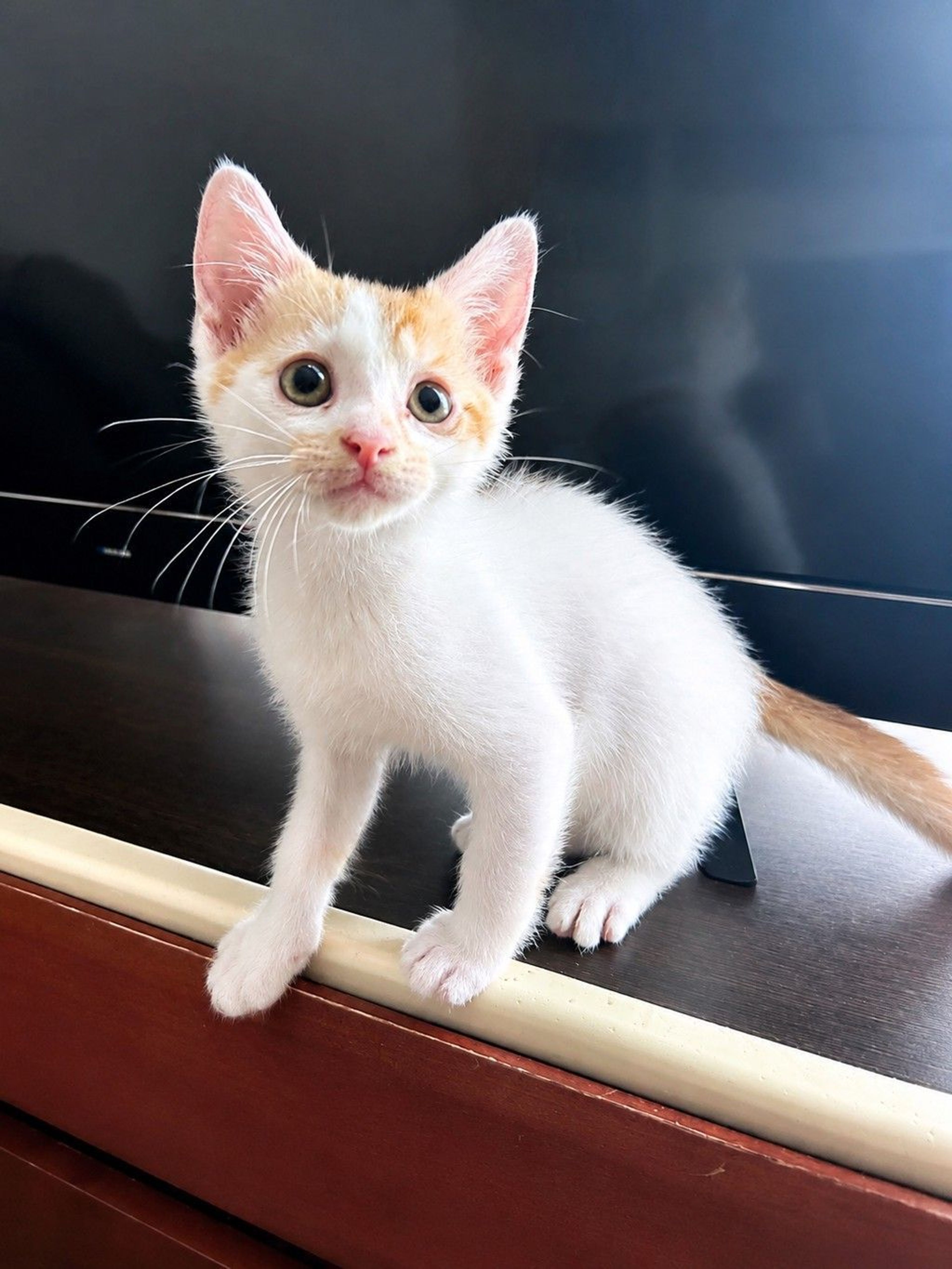 雑種（ミックス猫）・オスの里親募集の写真