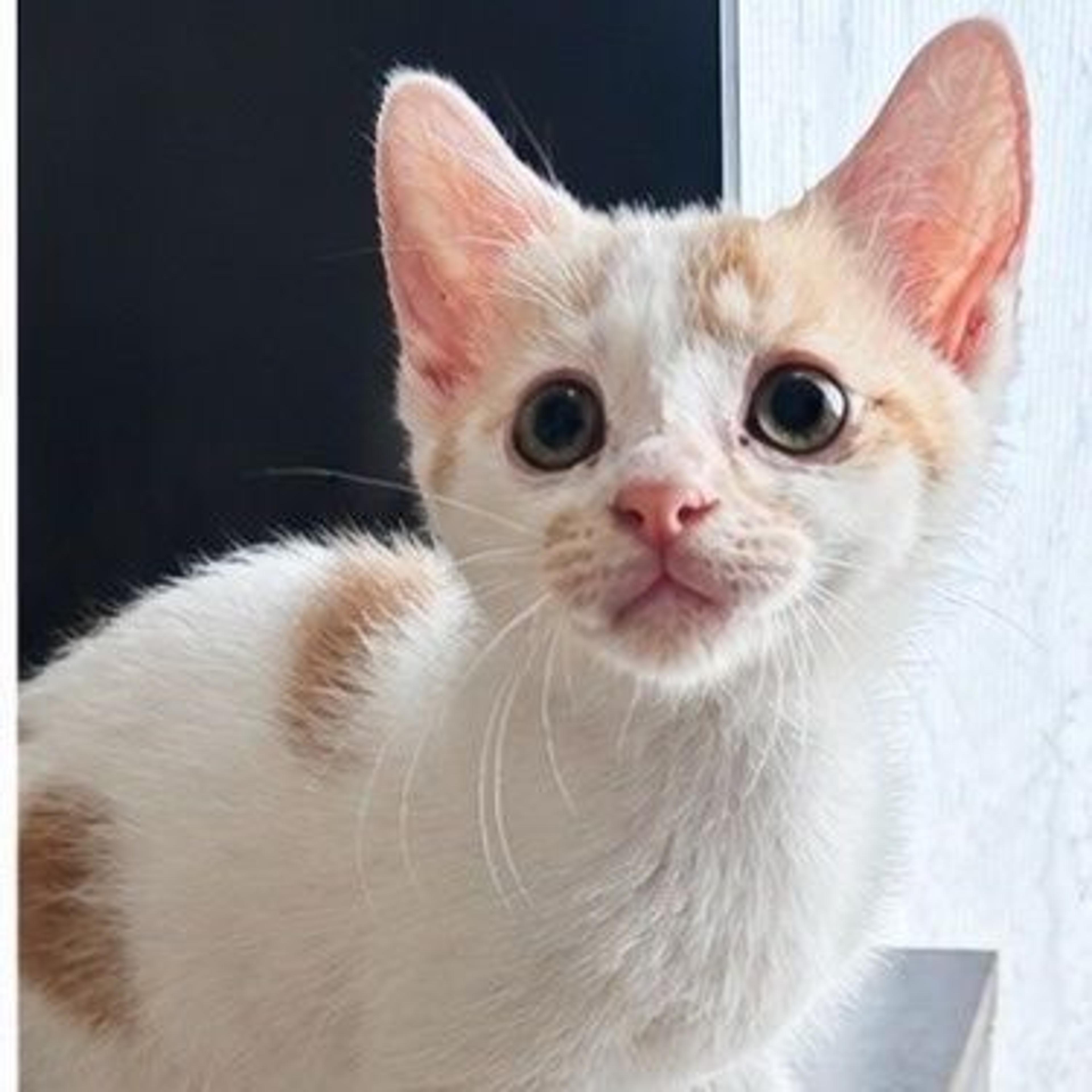 pet-image-2