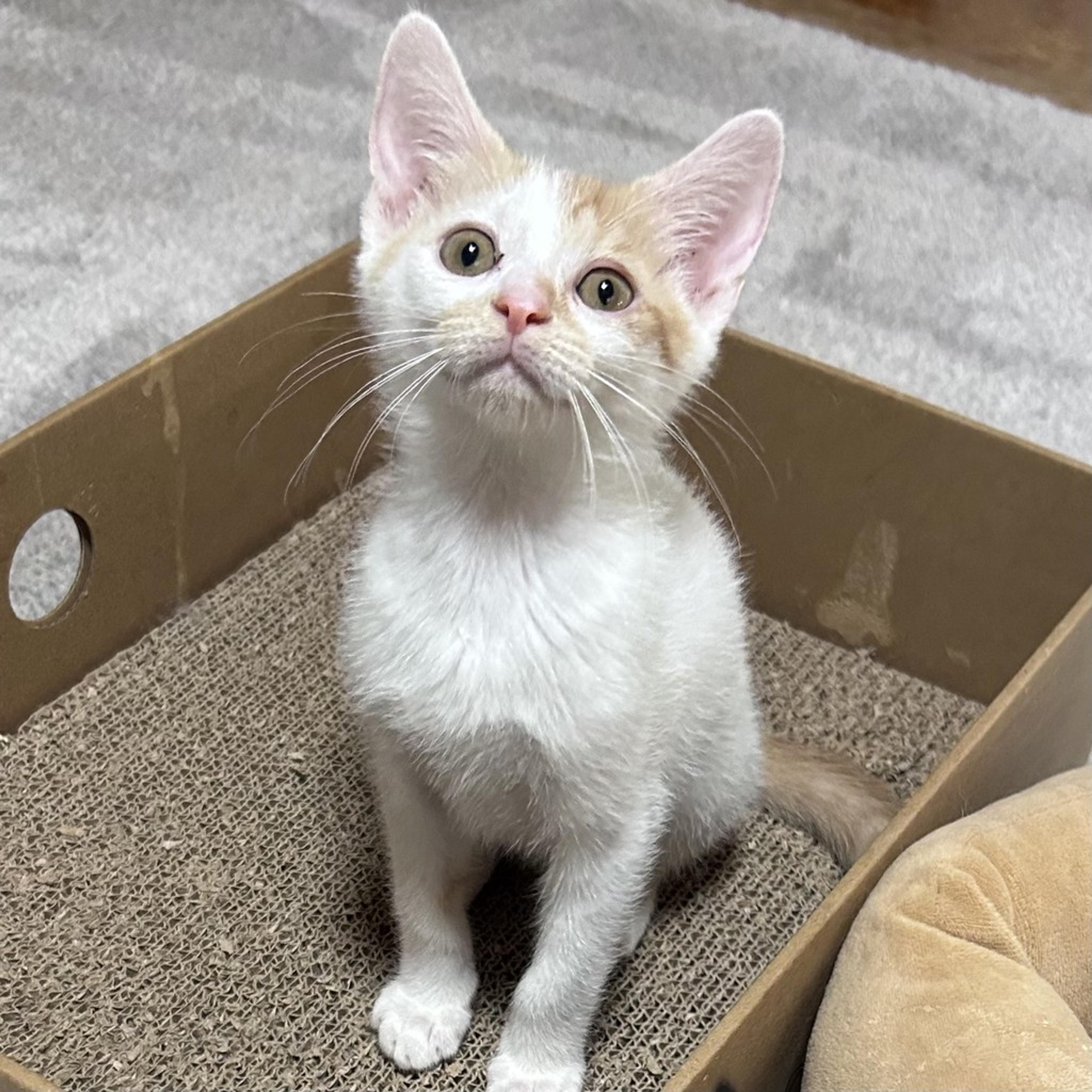 pet-image-3