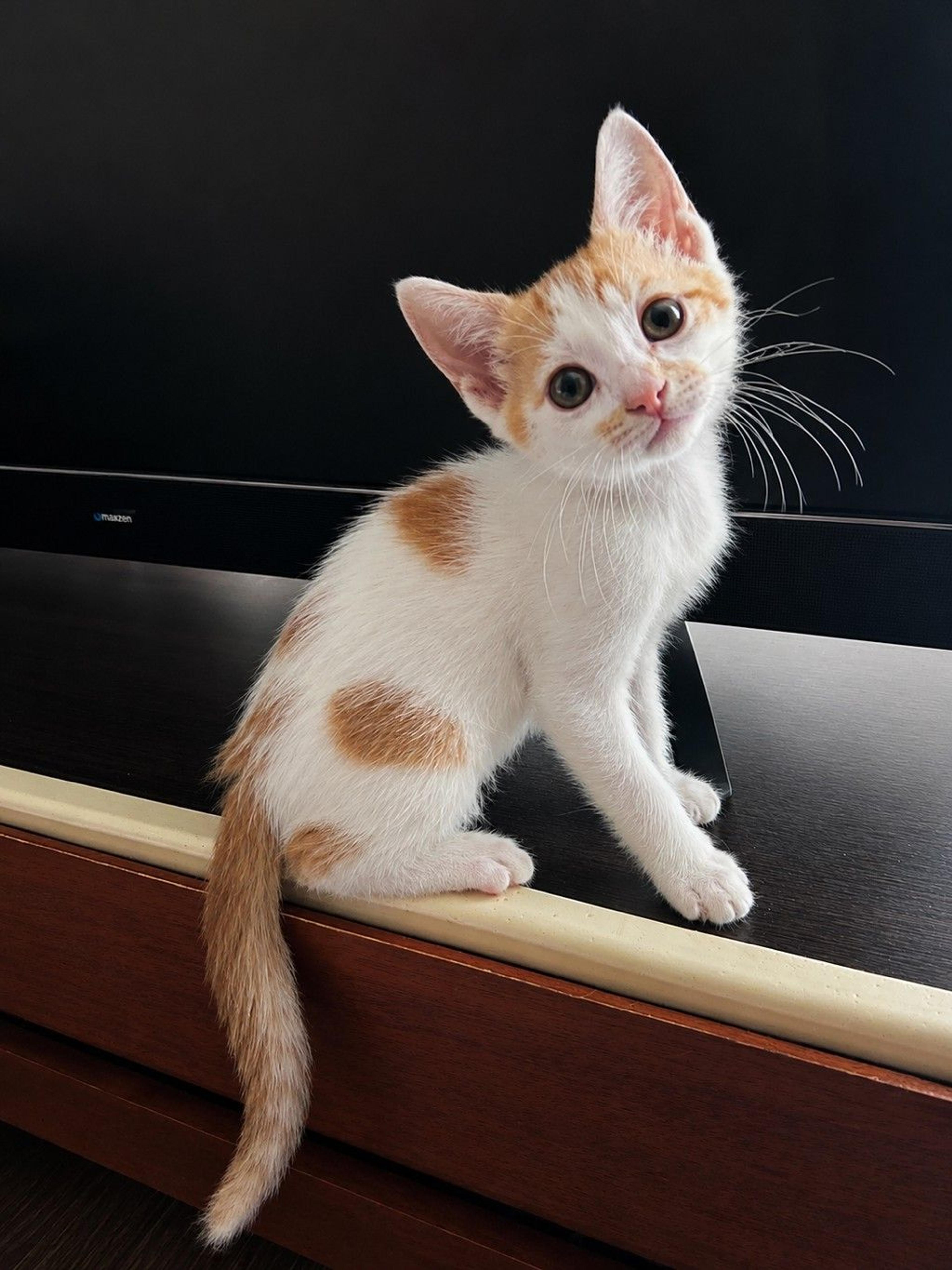 pet-image-4