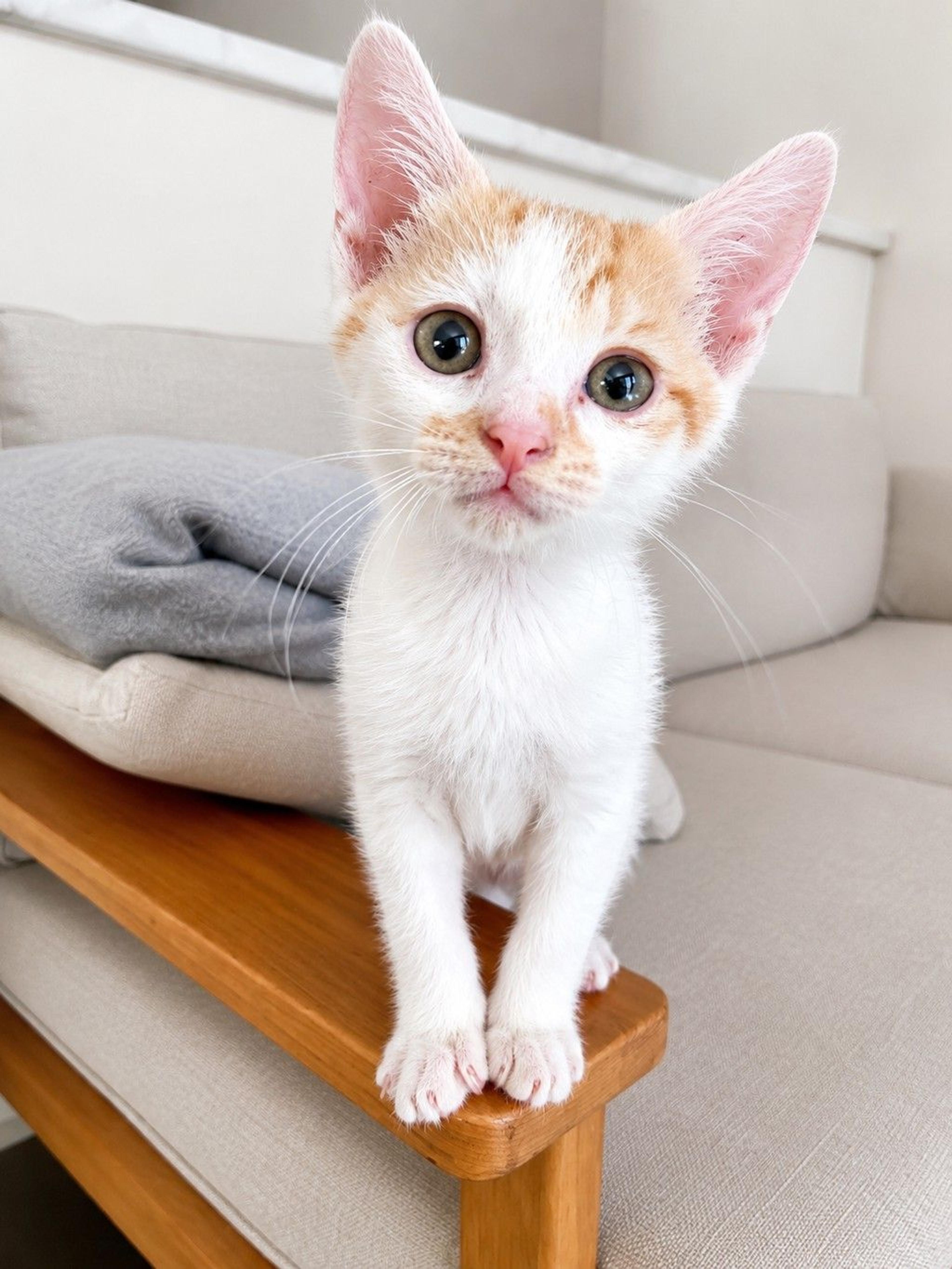 pet-image-5