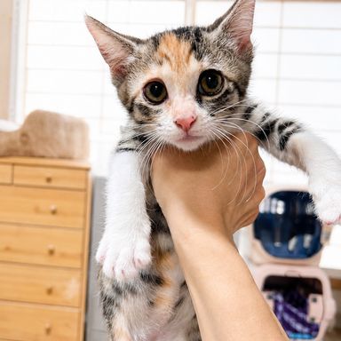 サンちゃんの写真