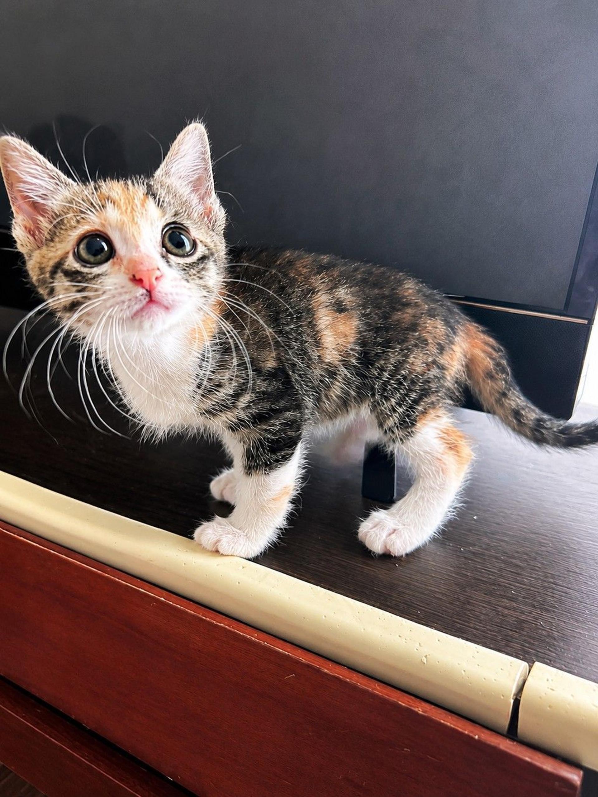 pet-image-2