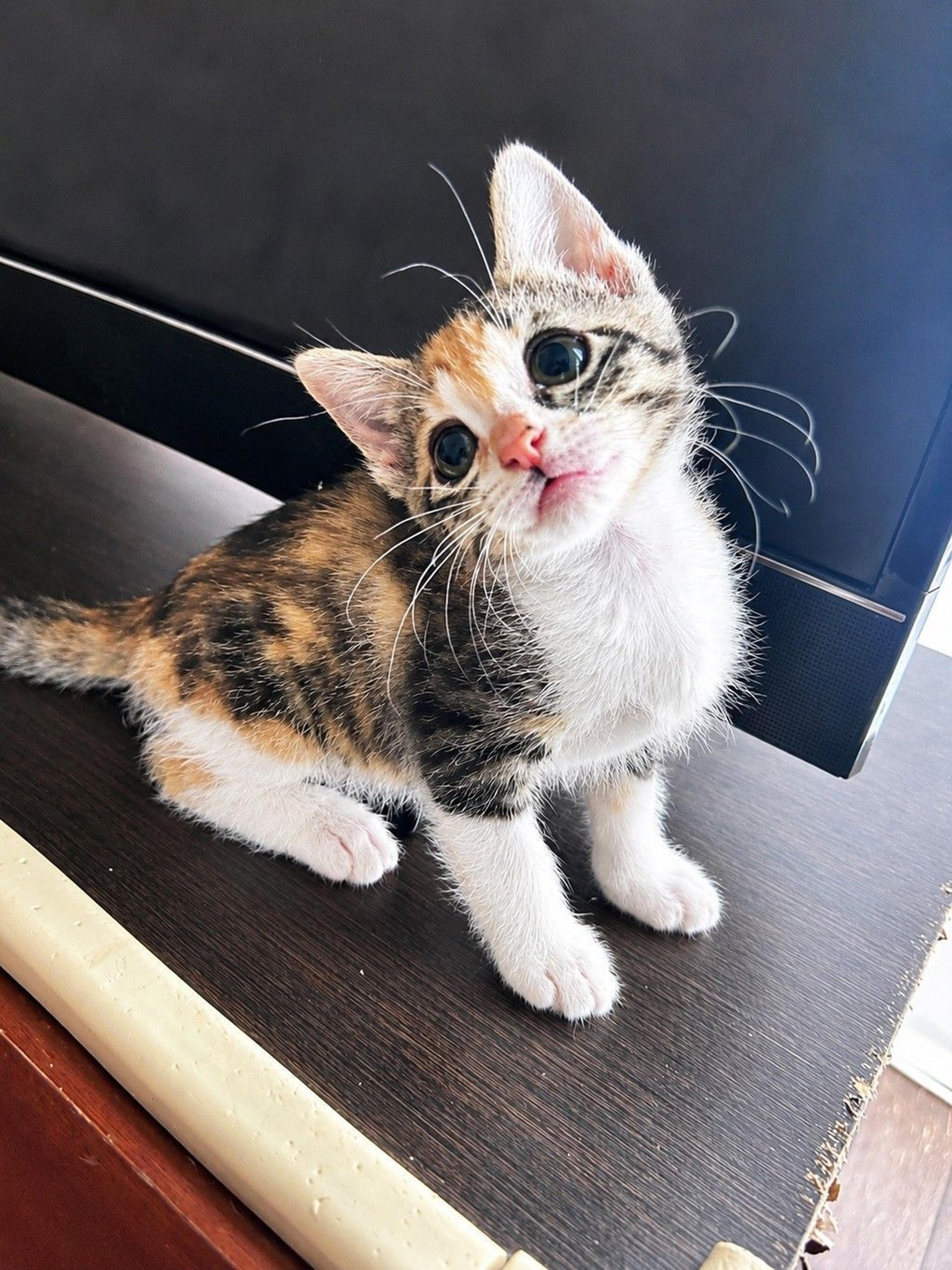pet-image-3