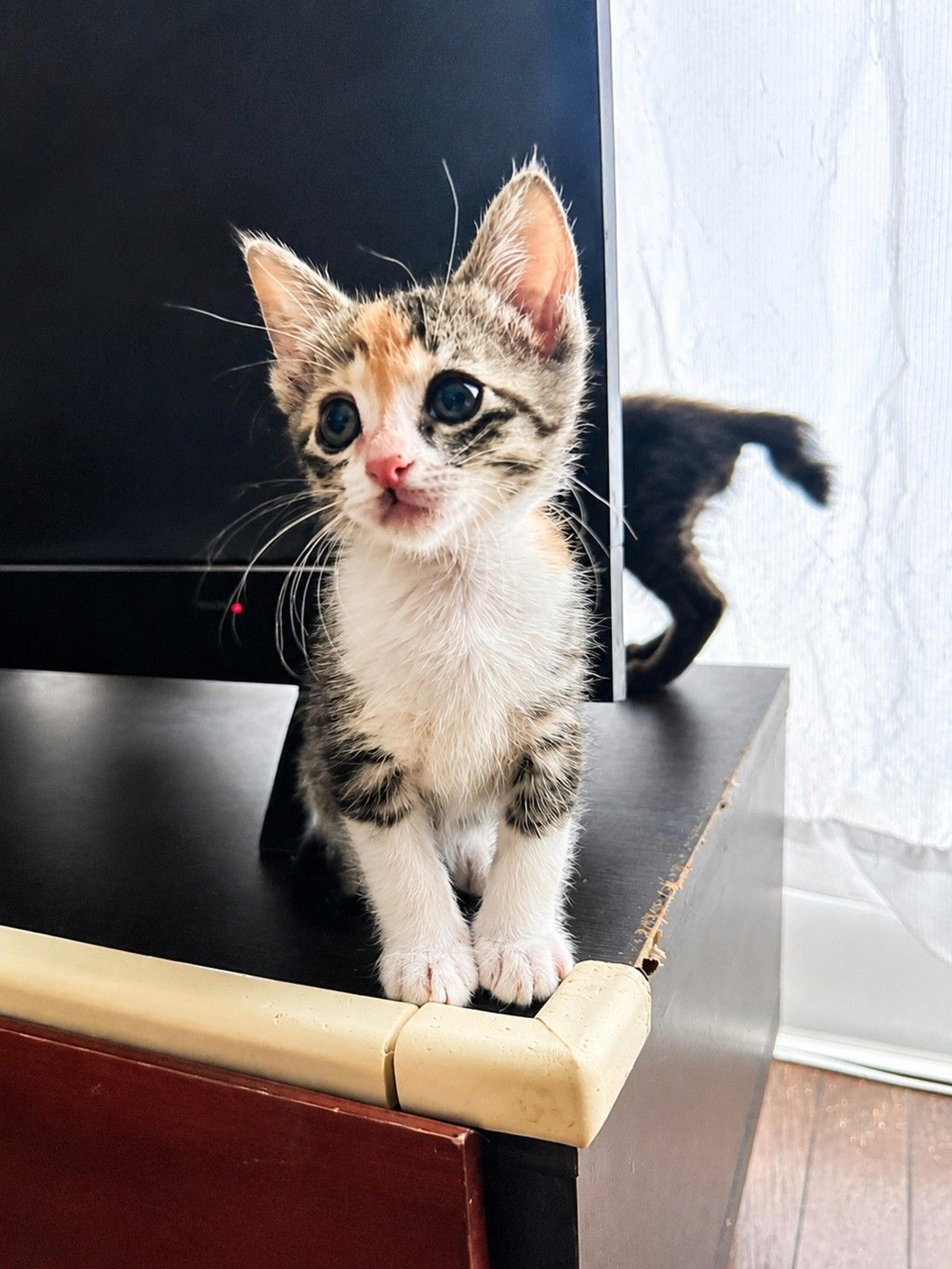 pet-image-5