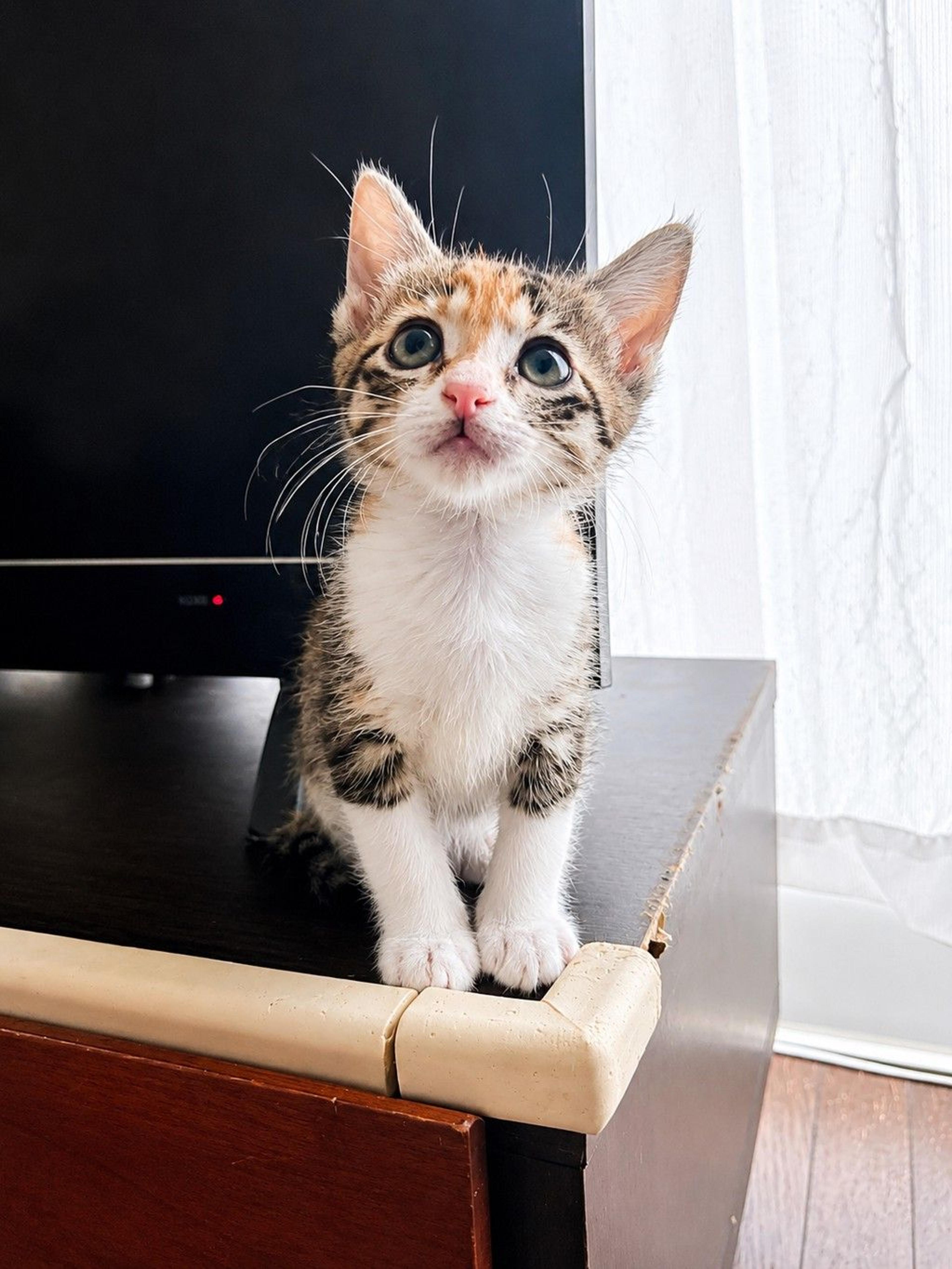 pet-image-6
