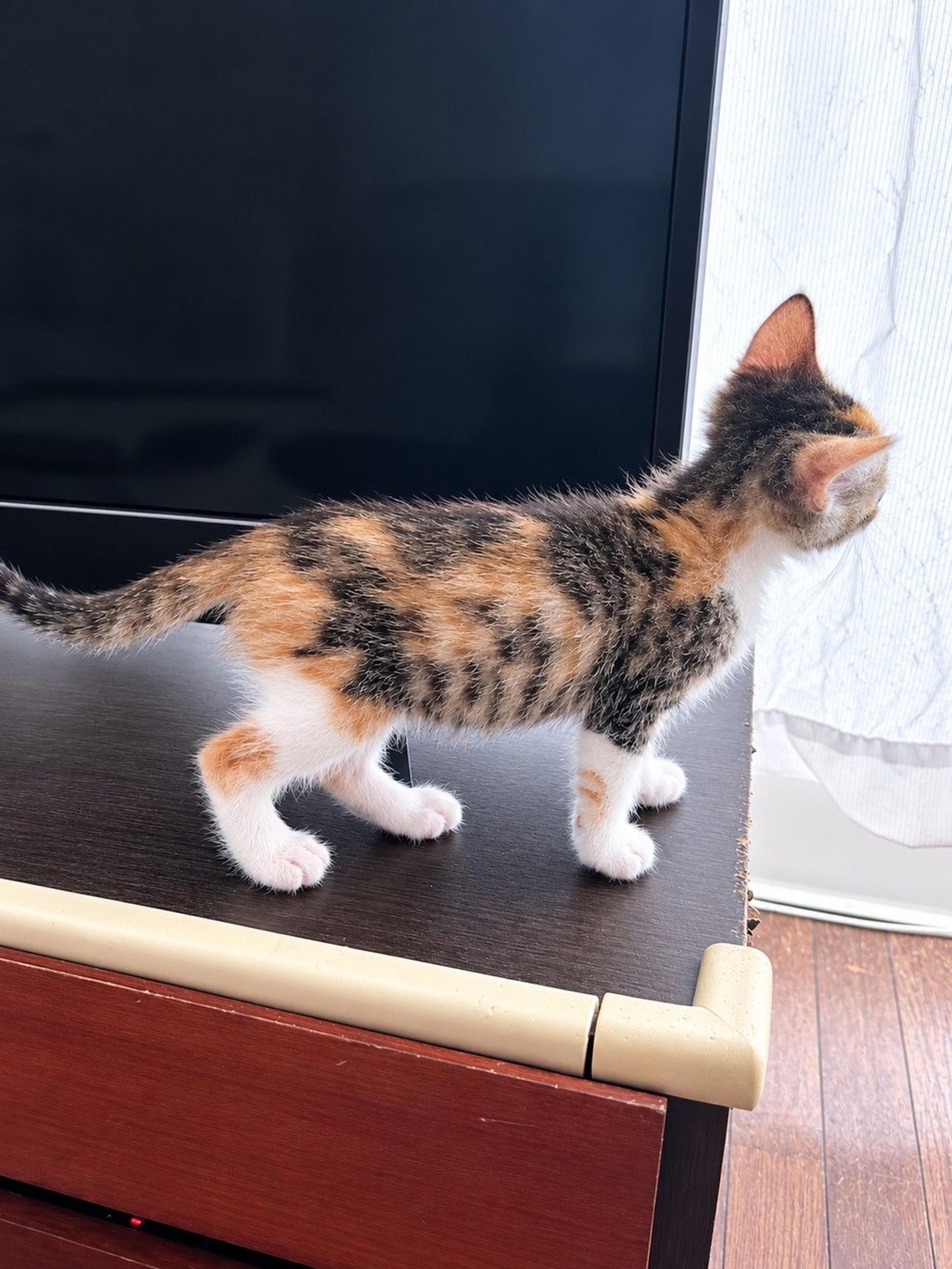 pet-image-7
