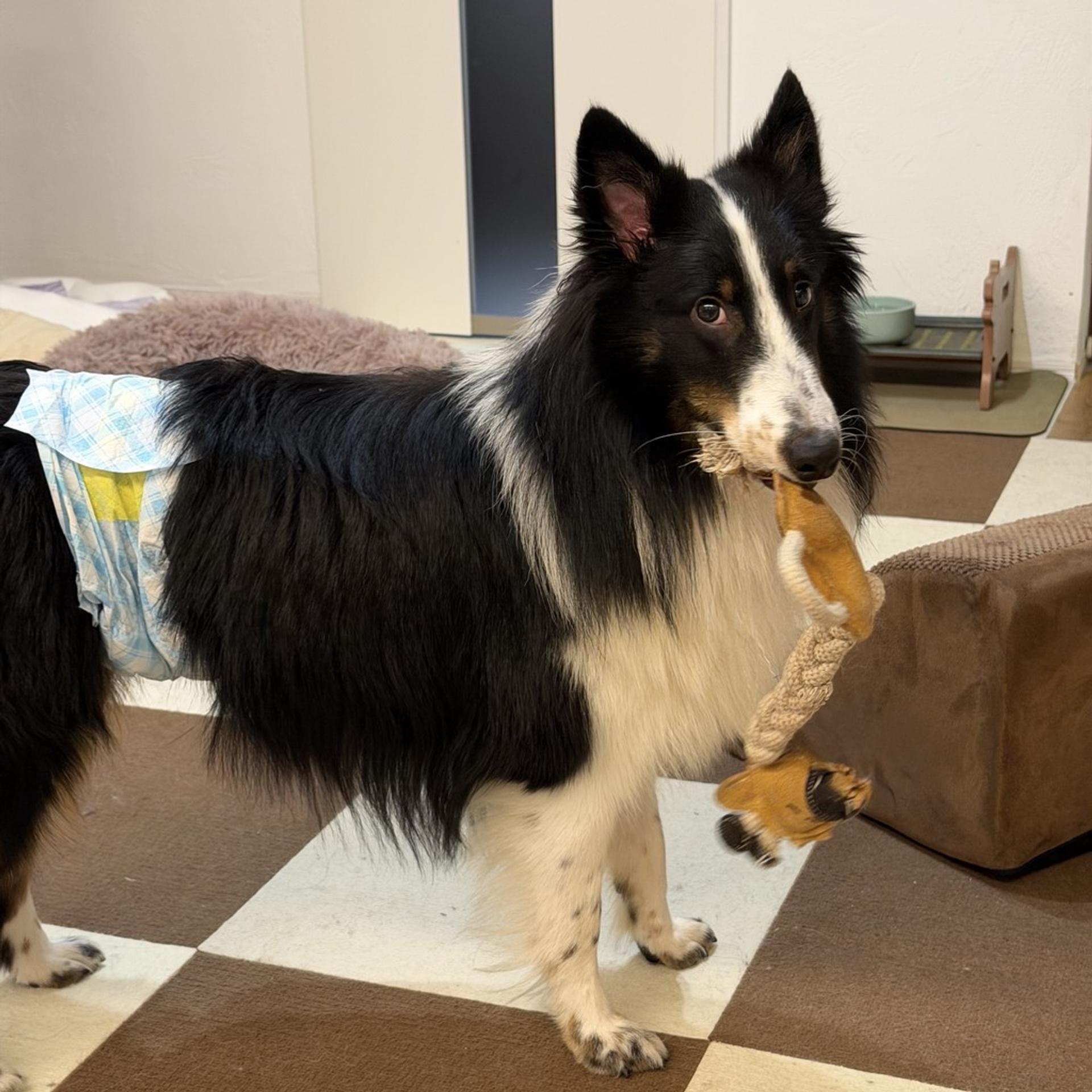 pet-image-2