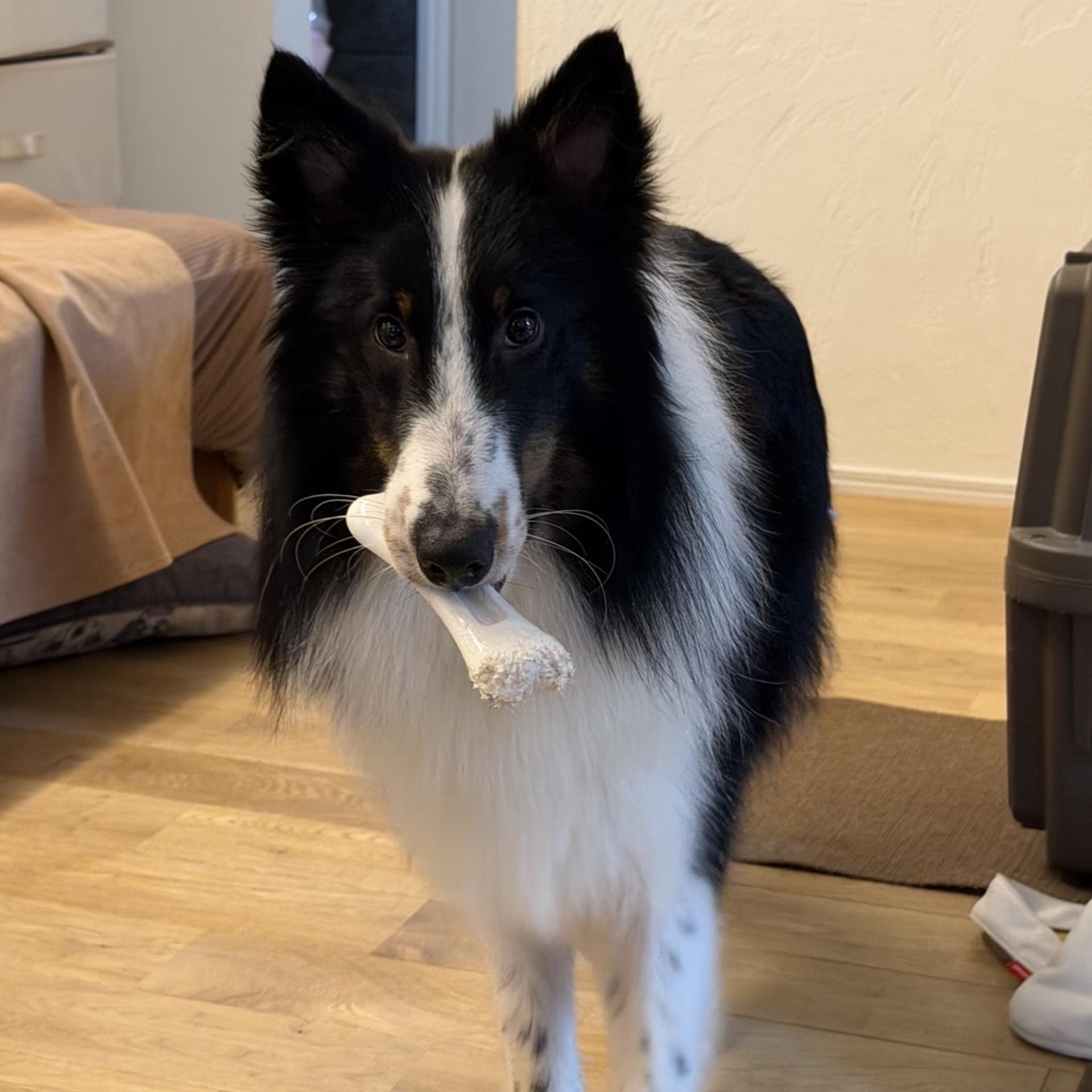 pet-image-3