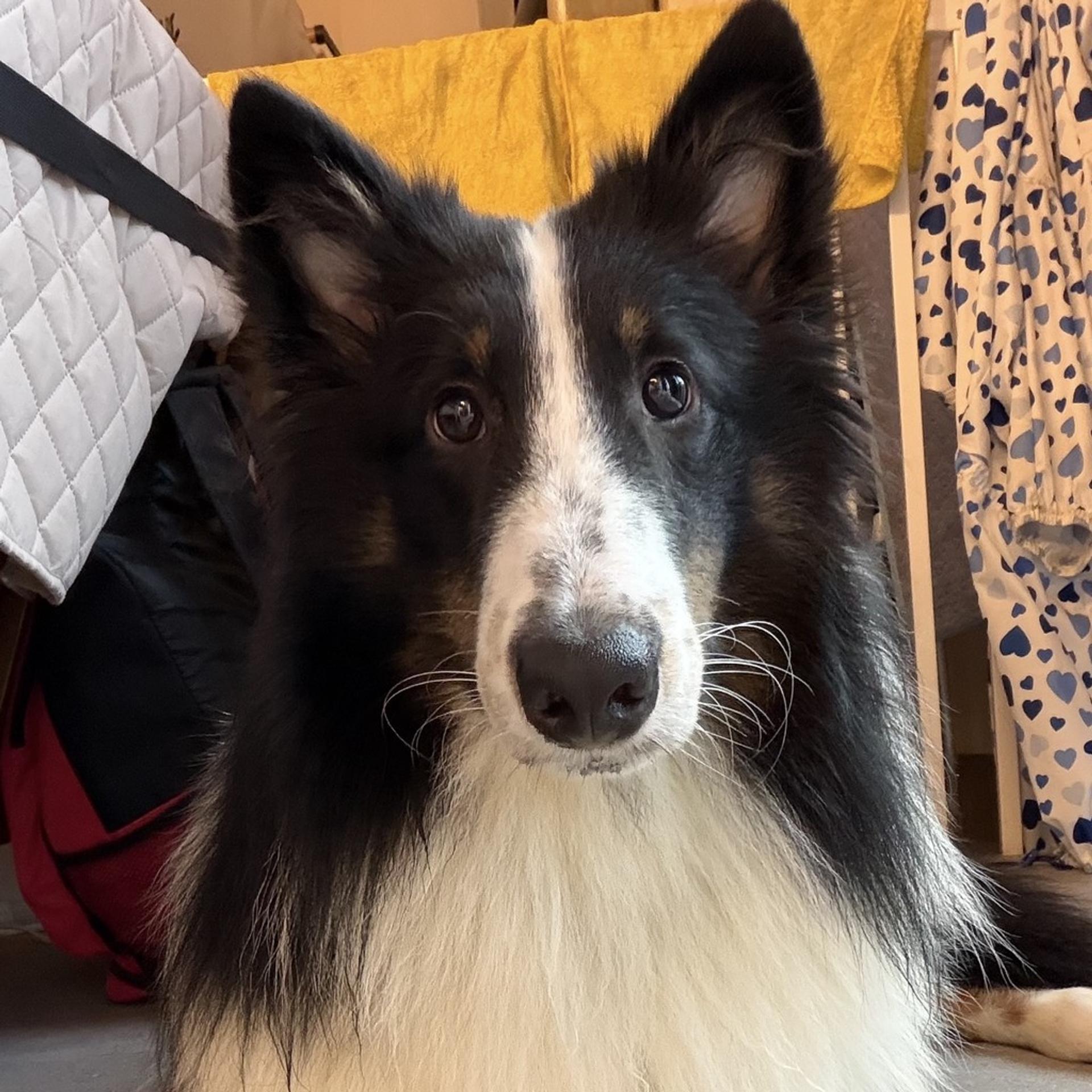 pet-image-5