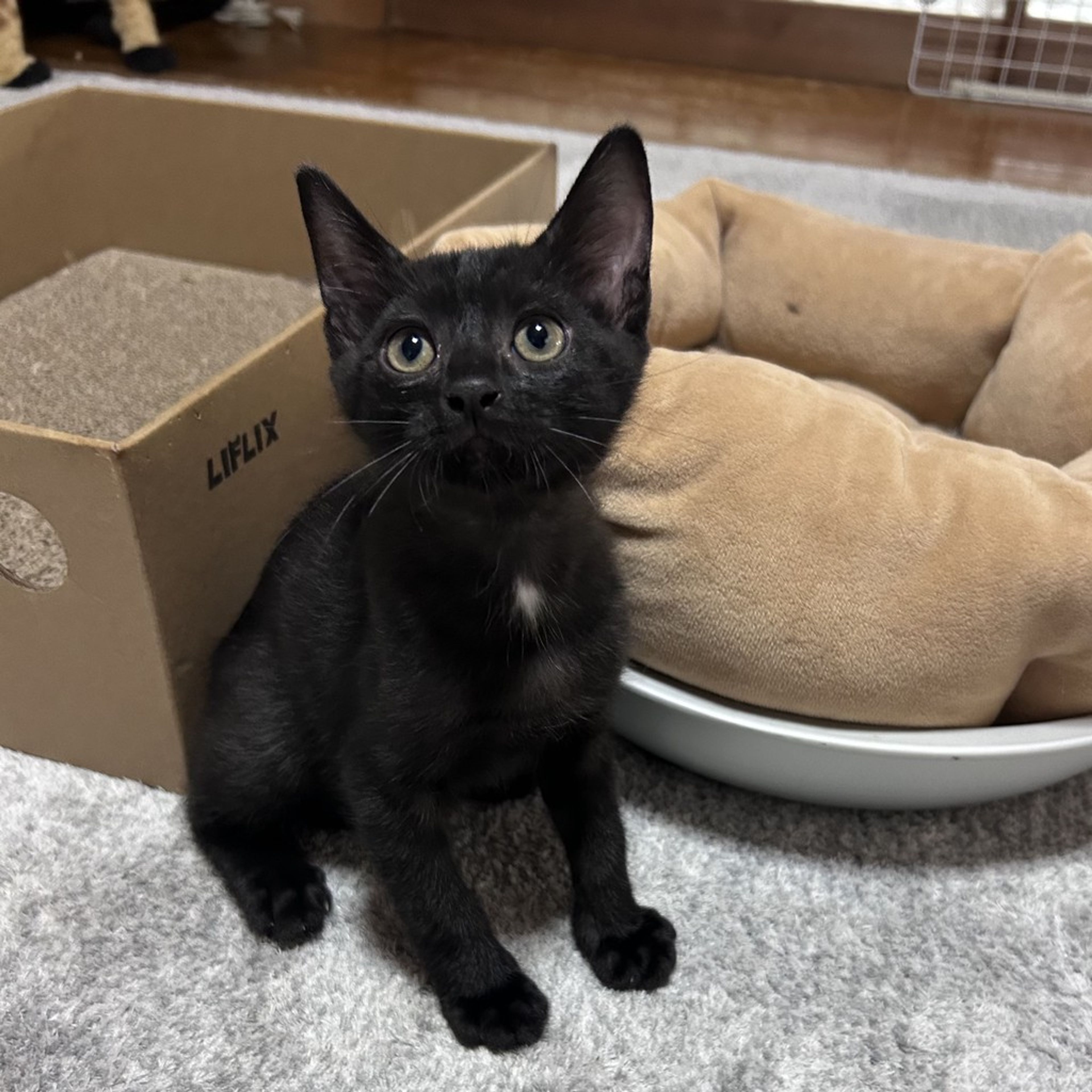 雑種（ミックス猫）・オスの里親募集の写真