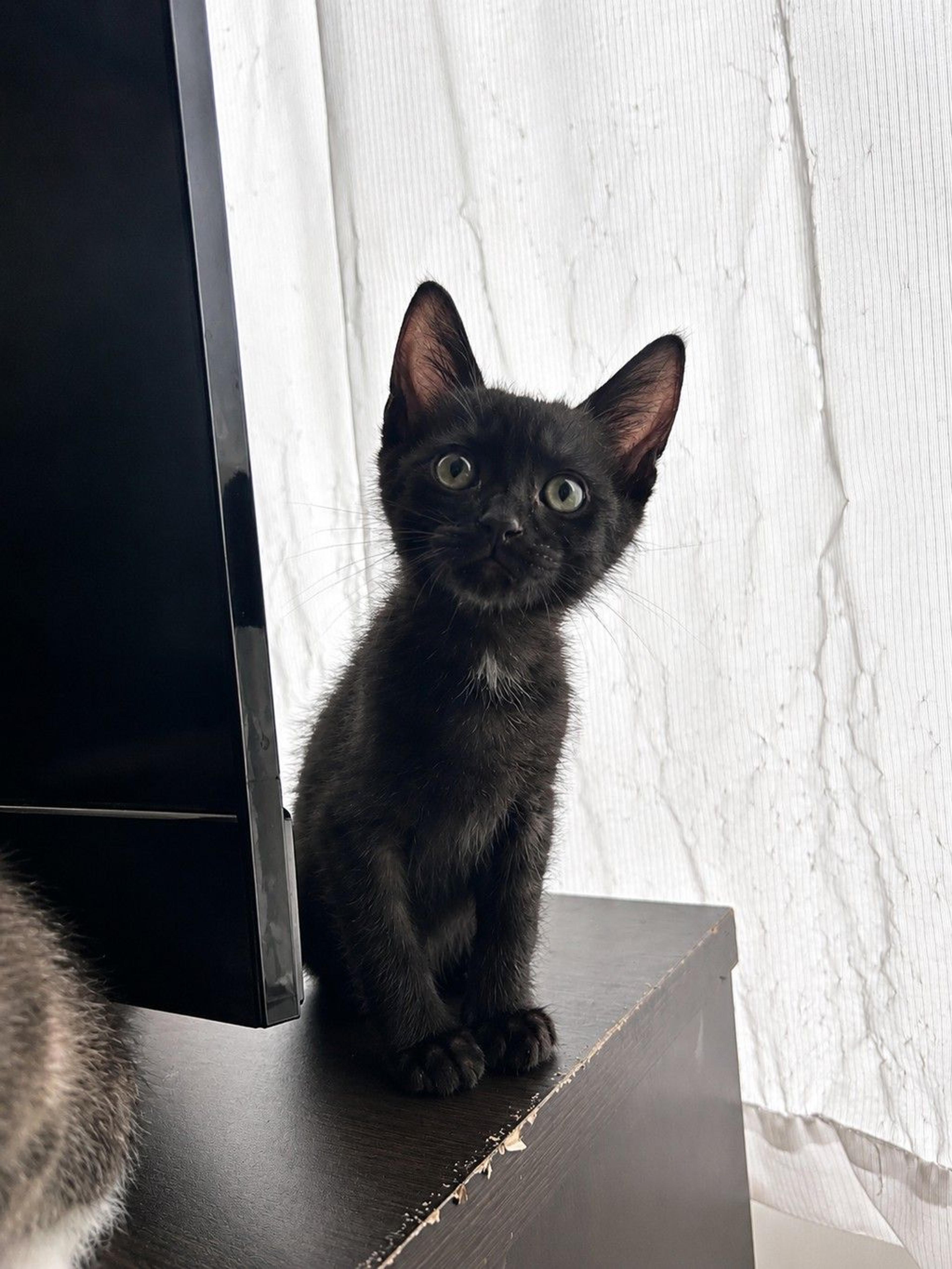 pet-image-3