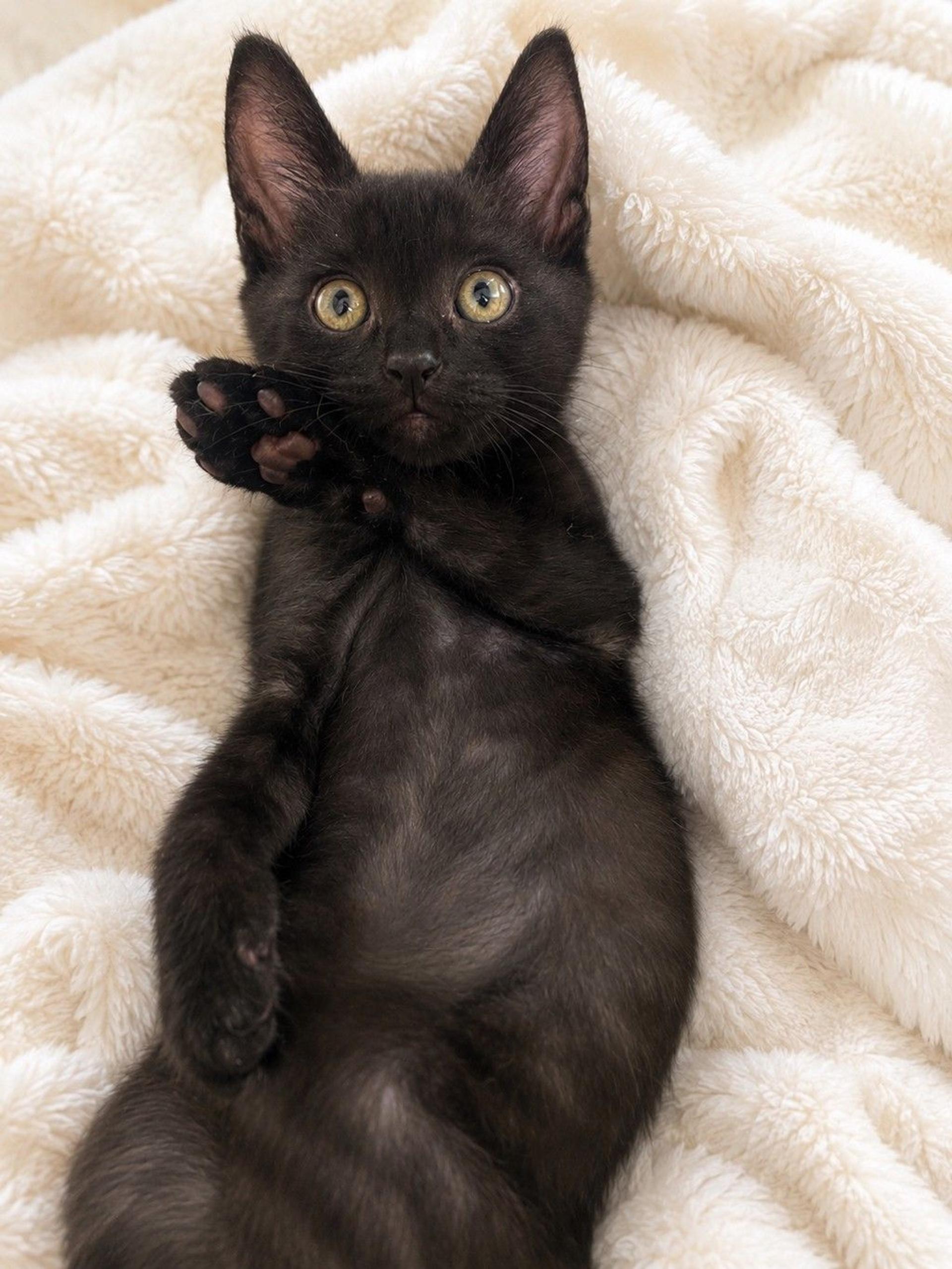 pet-image-4