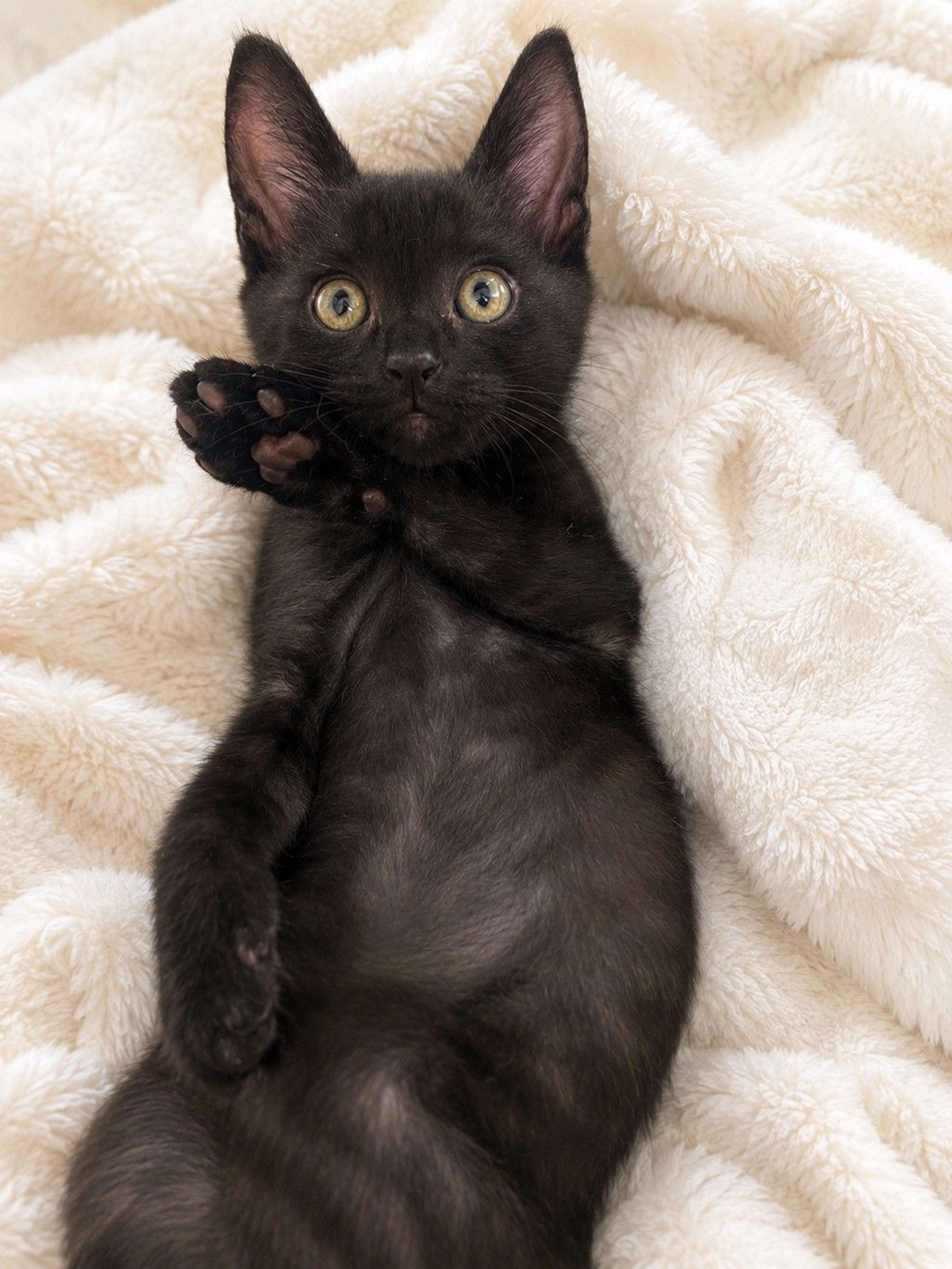 pet-image-4