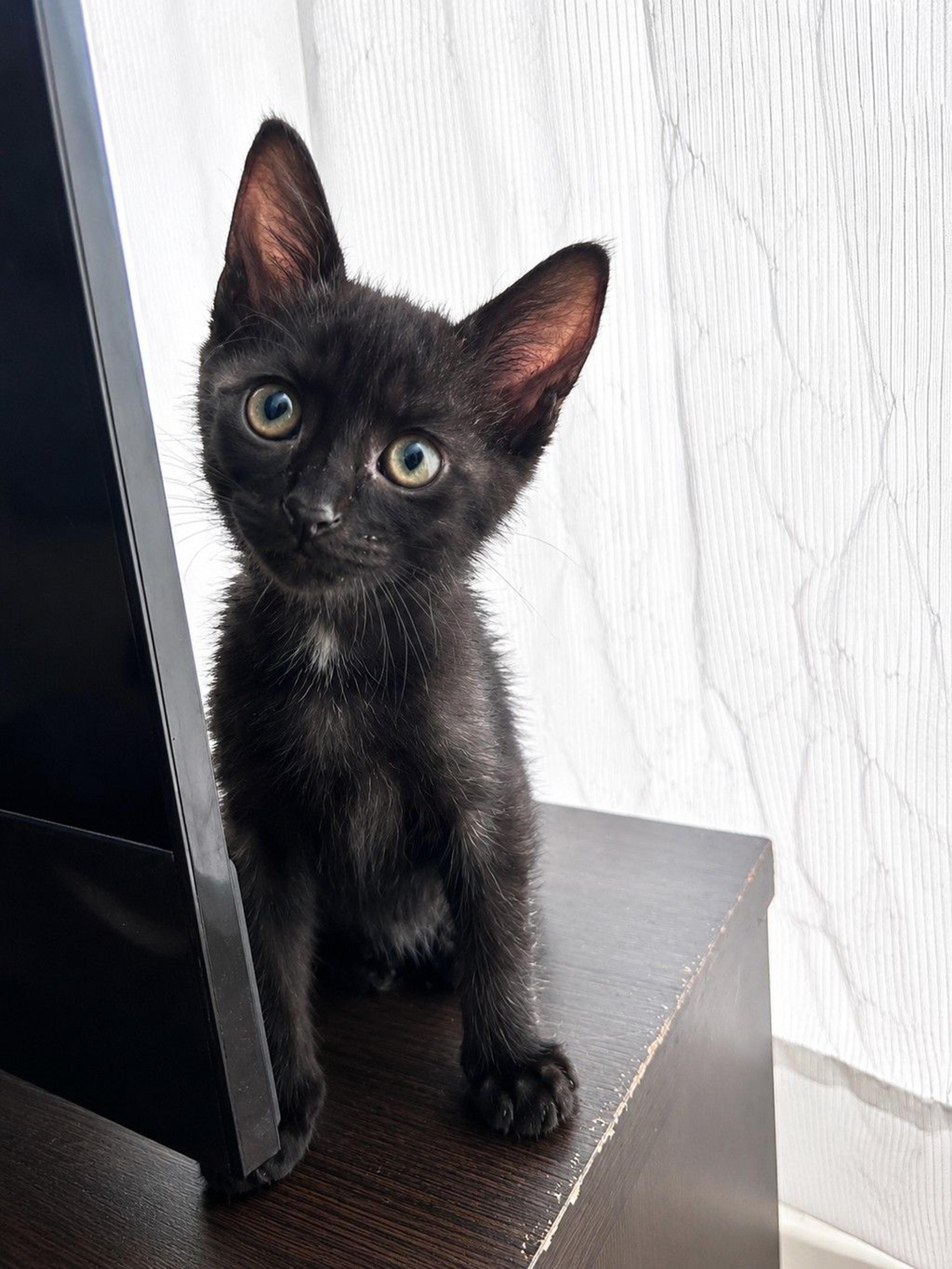 pet-image-5