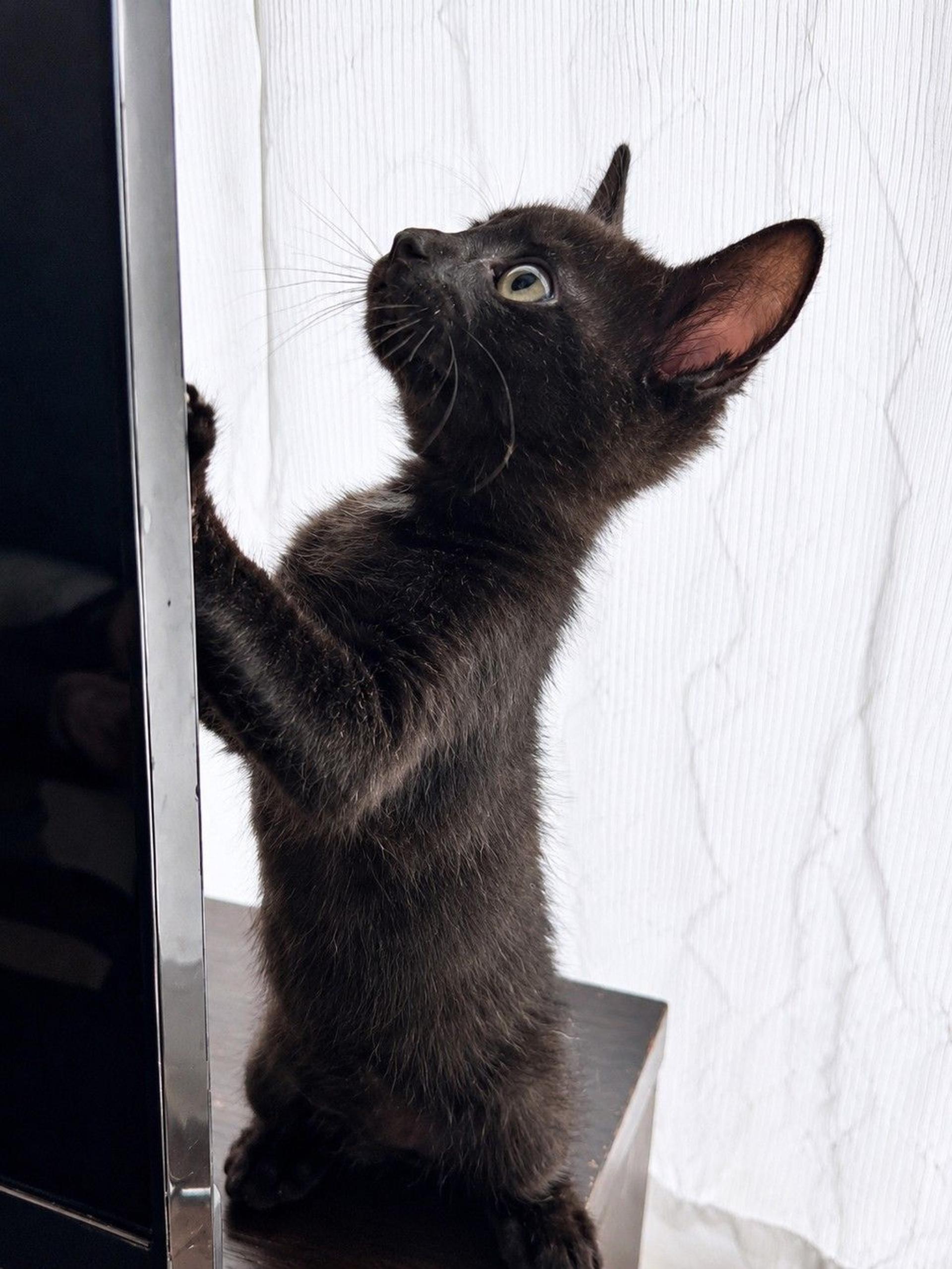pet-image-6