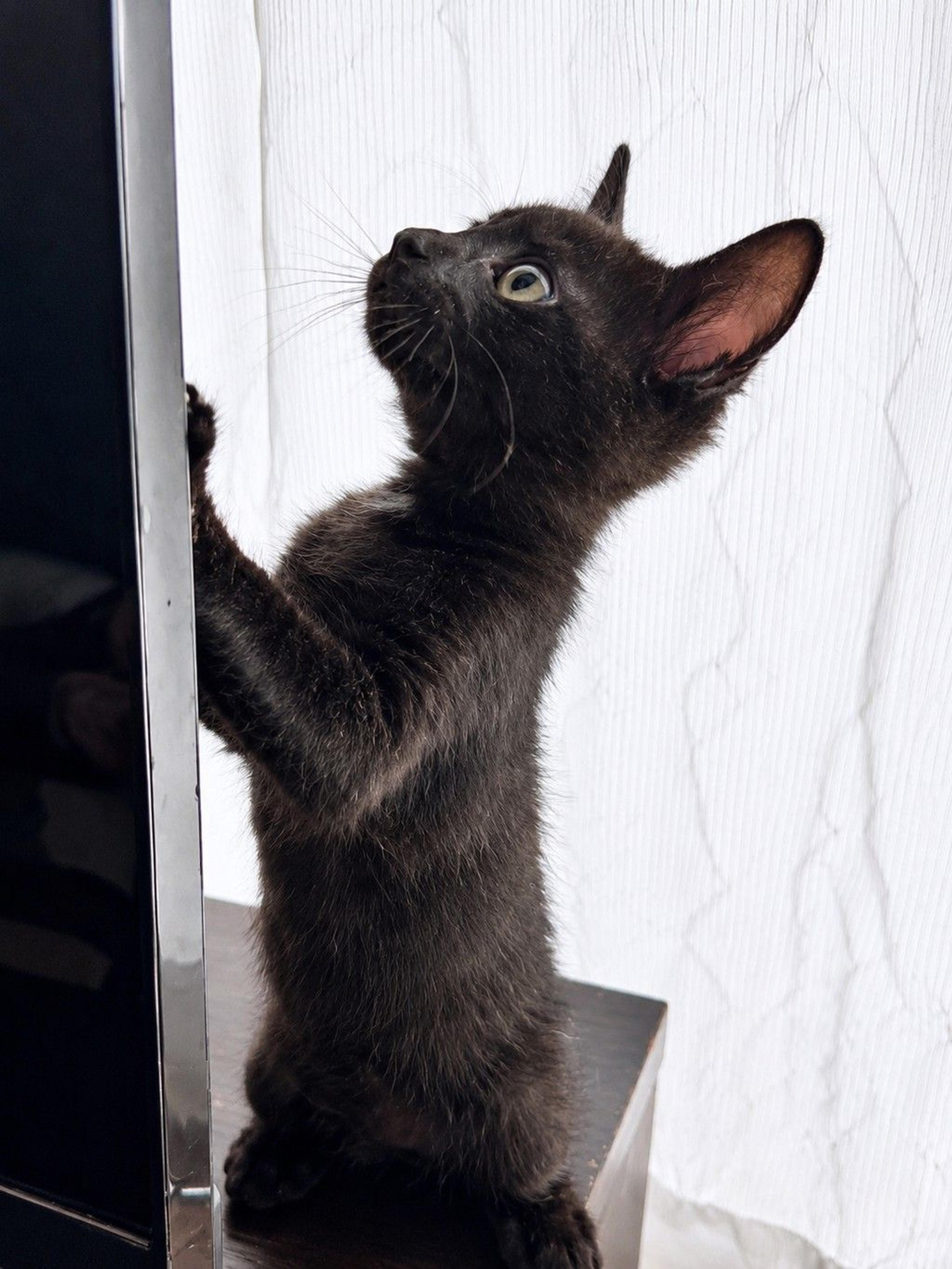 pet-image-6